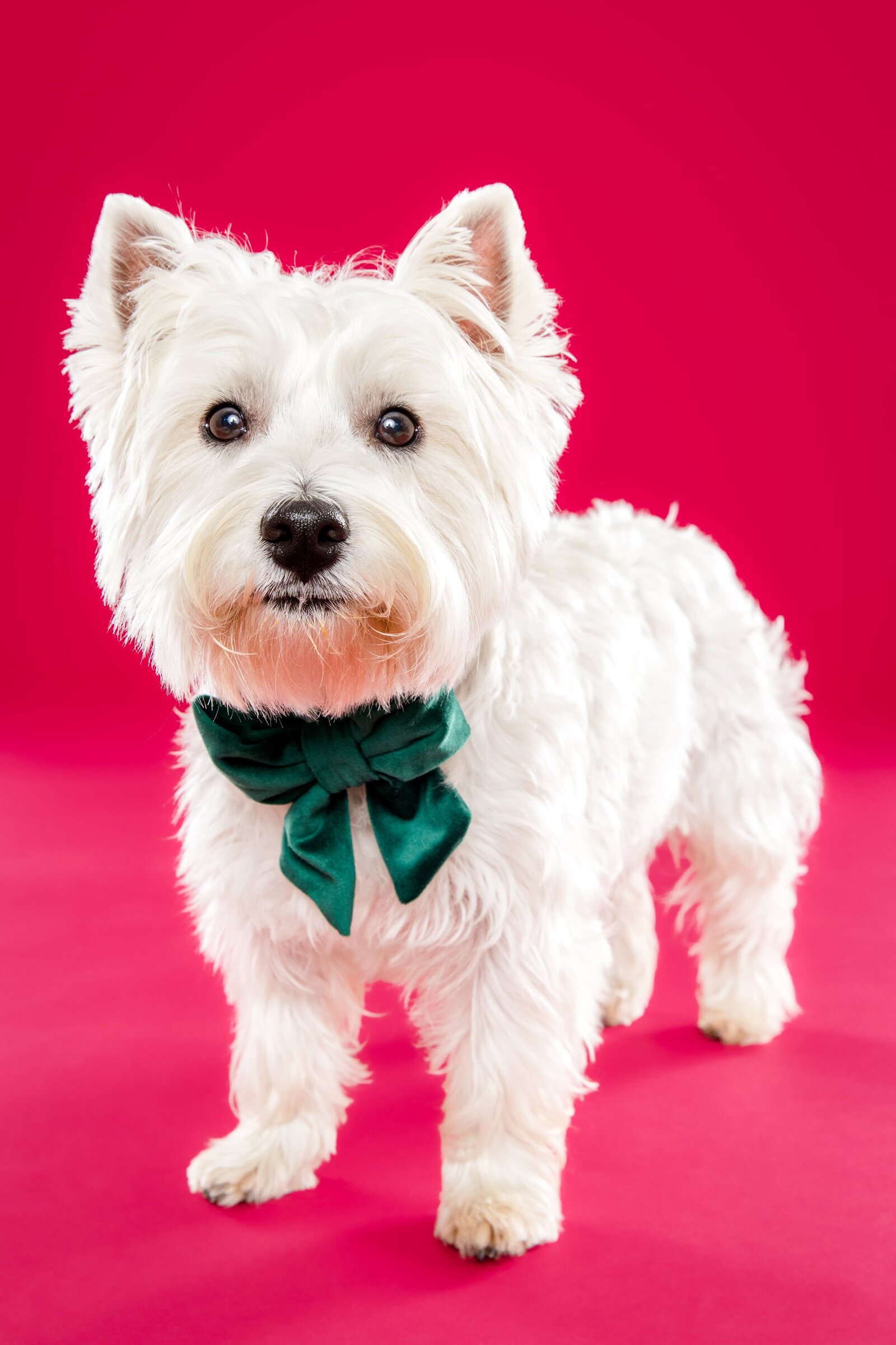 The Beloved Pup Photo Studio - Birmingham, Alabama Commercial Dog Photographer 47