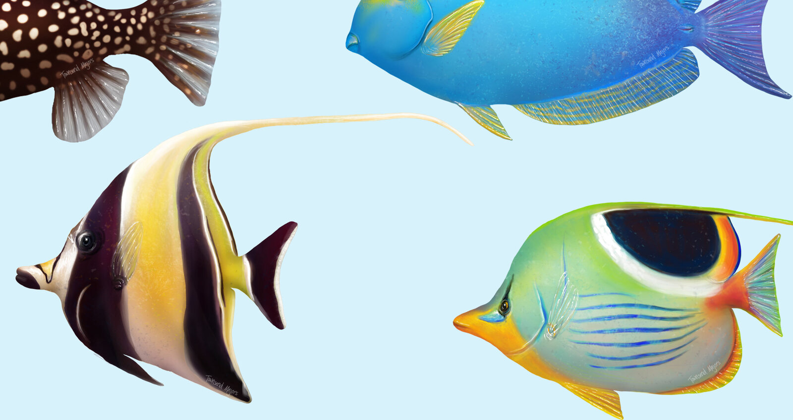 Townsend's reef fish illustration close up
