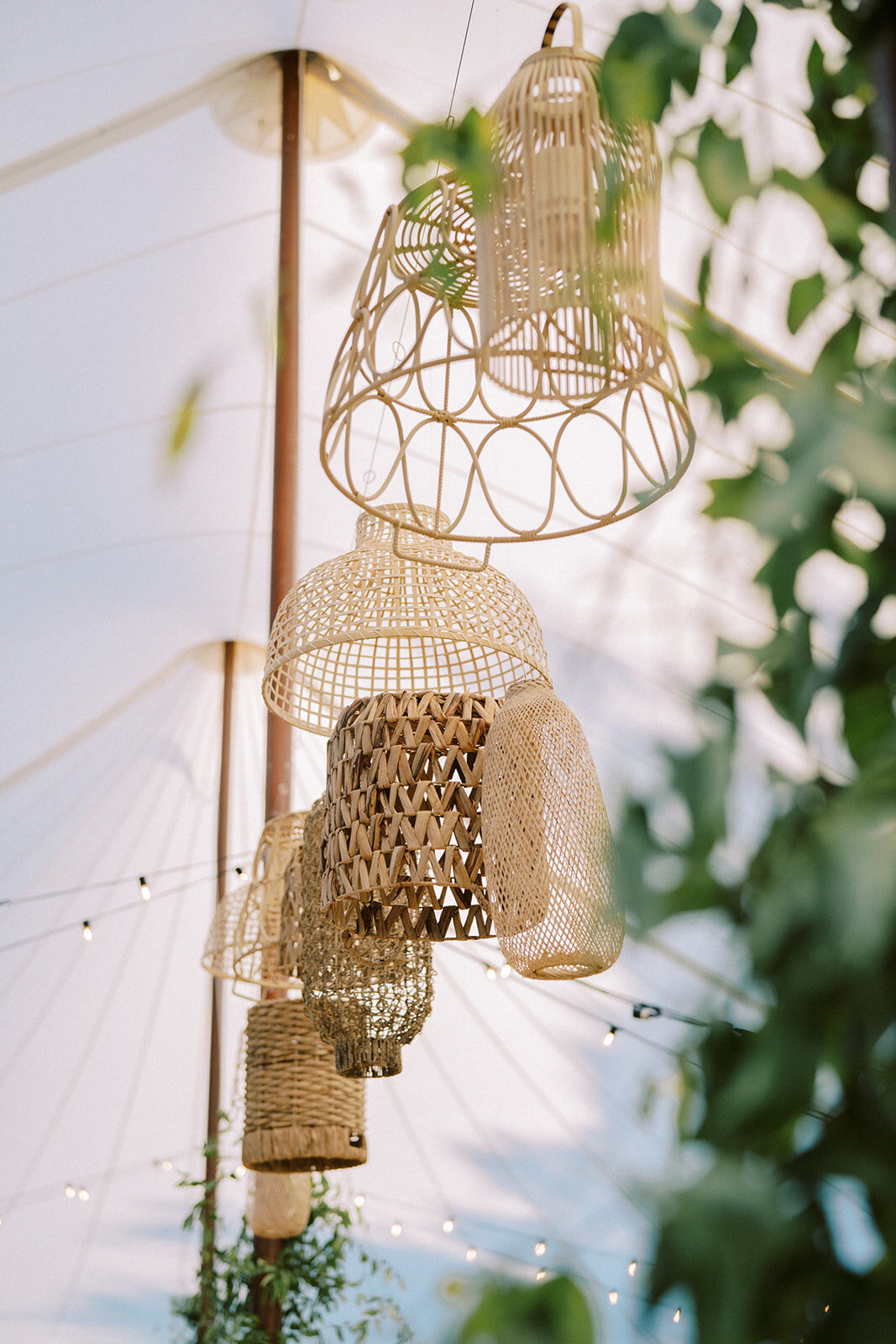rachelpearlmanphotography_carlinivalis-1107