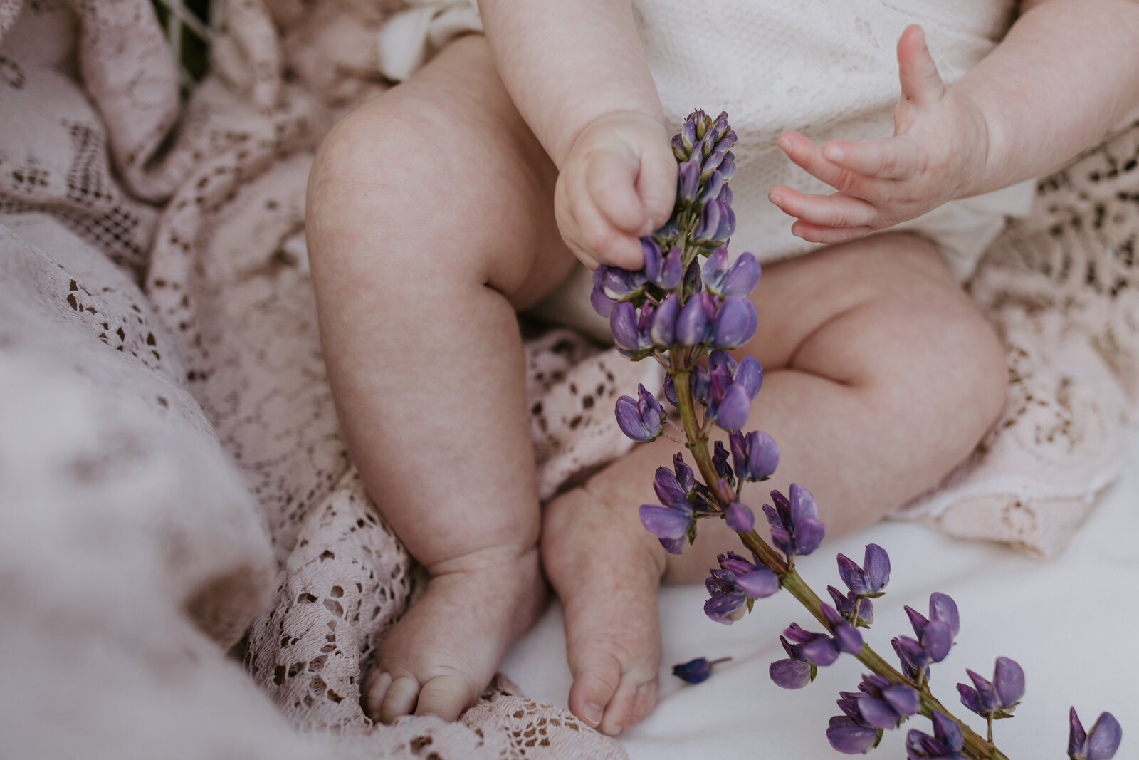 YarrowSideCreatives-LupineMini-39