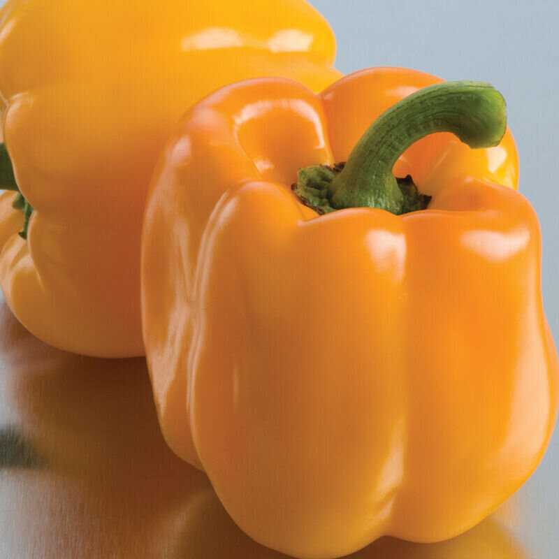 Pepper - sweetsunrise