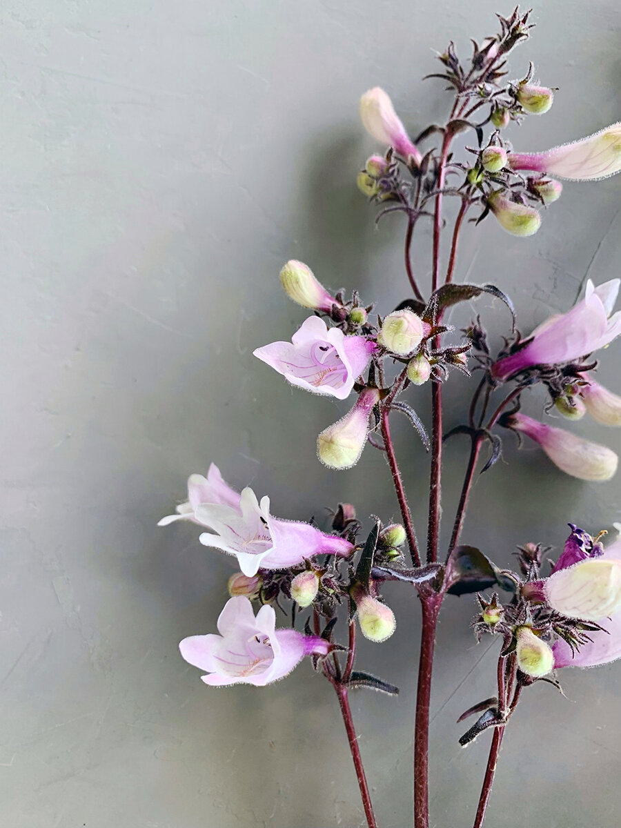 Send Flowers Indianapolis | Sweet Peas Flower Farm 03