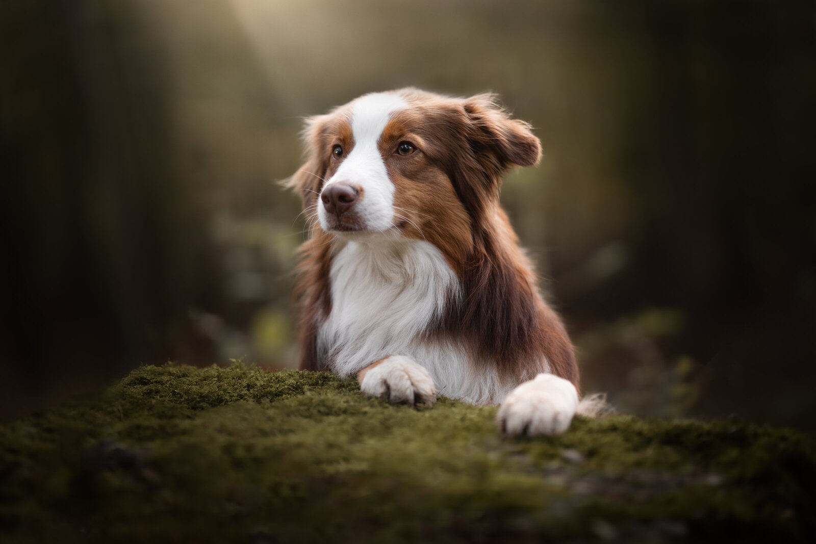 Bo-Balou_dog@Meraki.Fotografie-3