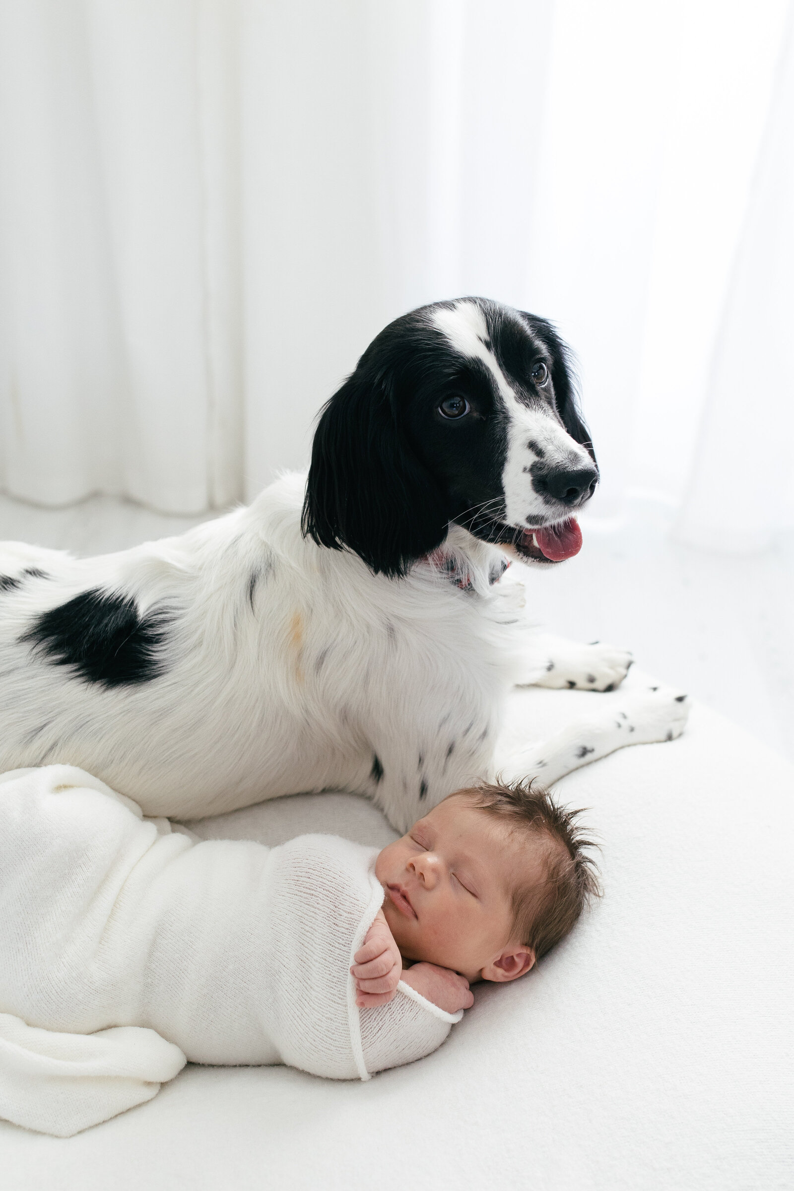 newborn baby and dog photograph