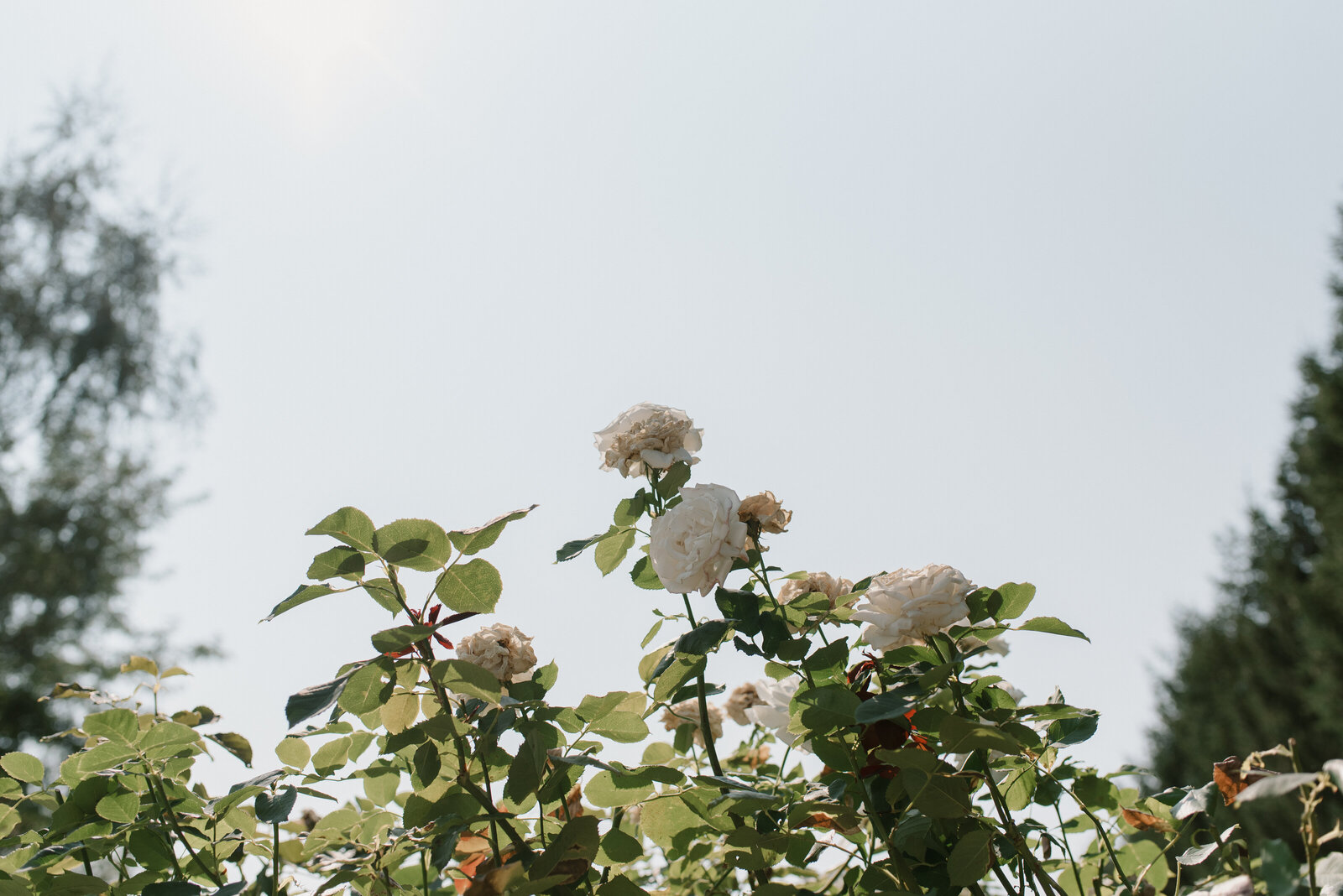 white roses on a wedding day
