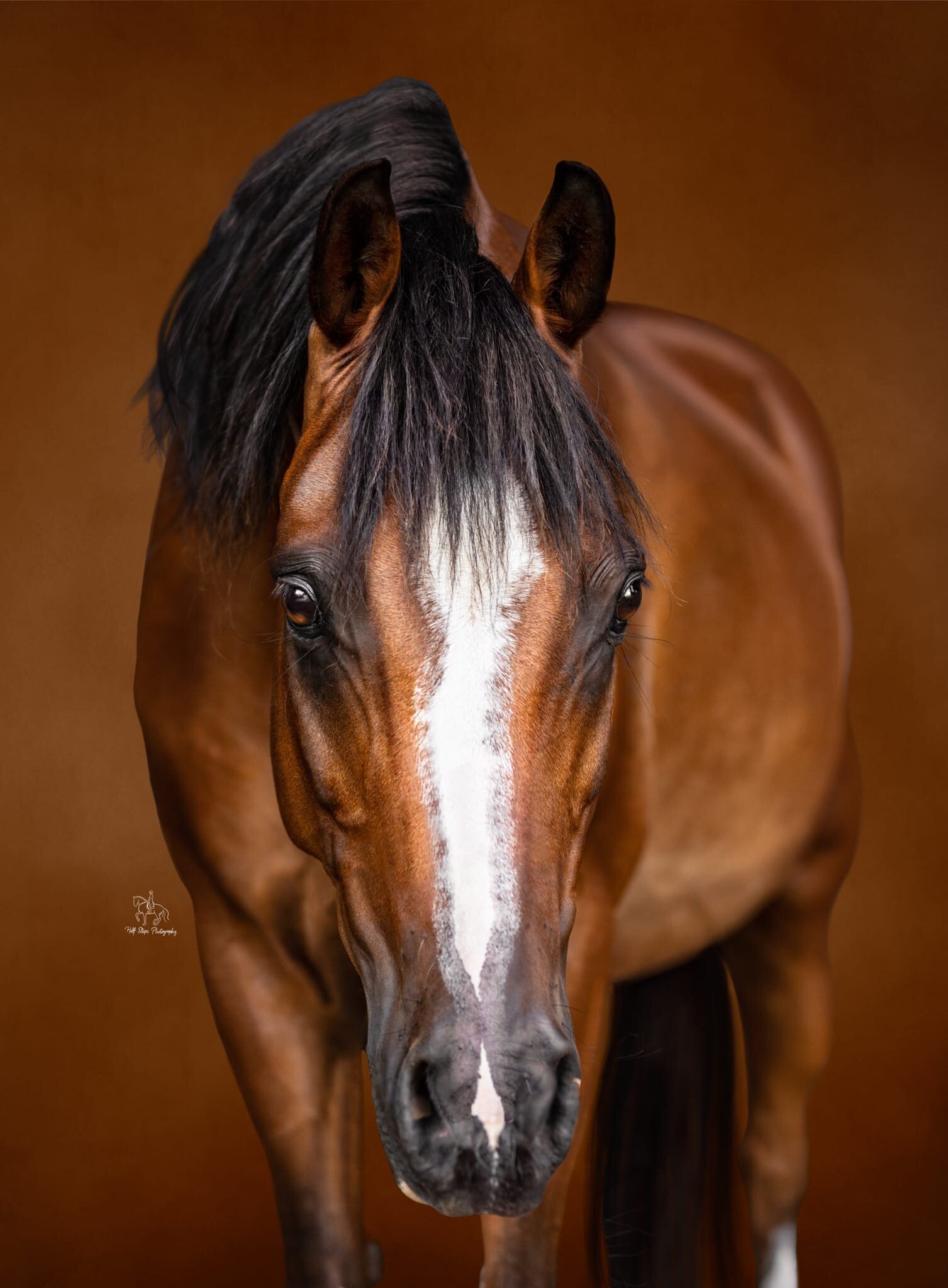 (51) Bay arabian horse portrait in the hawkesbury