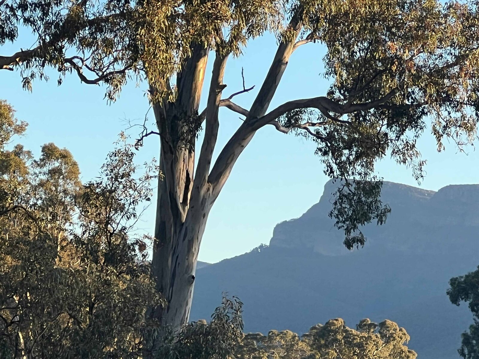 large Mount-William-Wirreanda-Farm