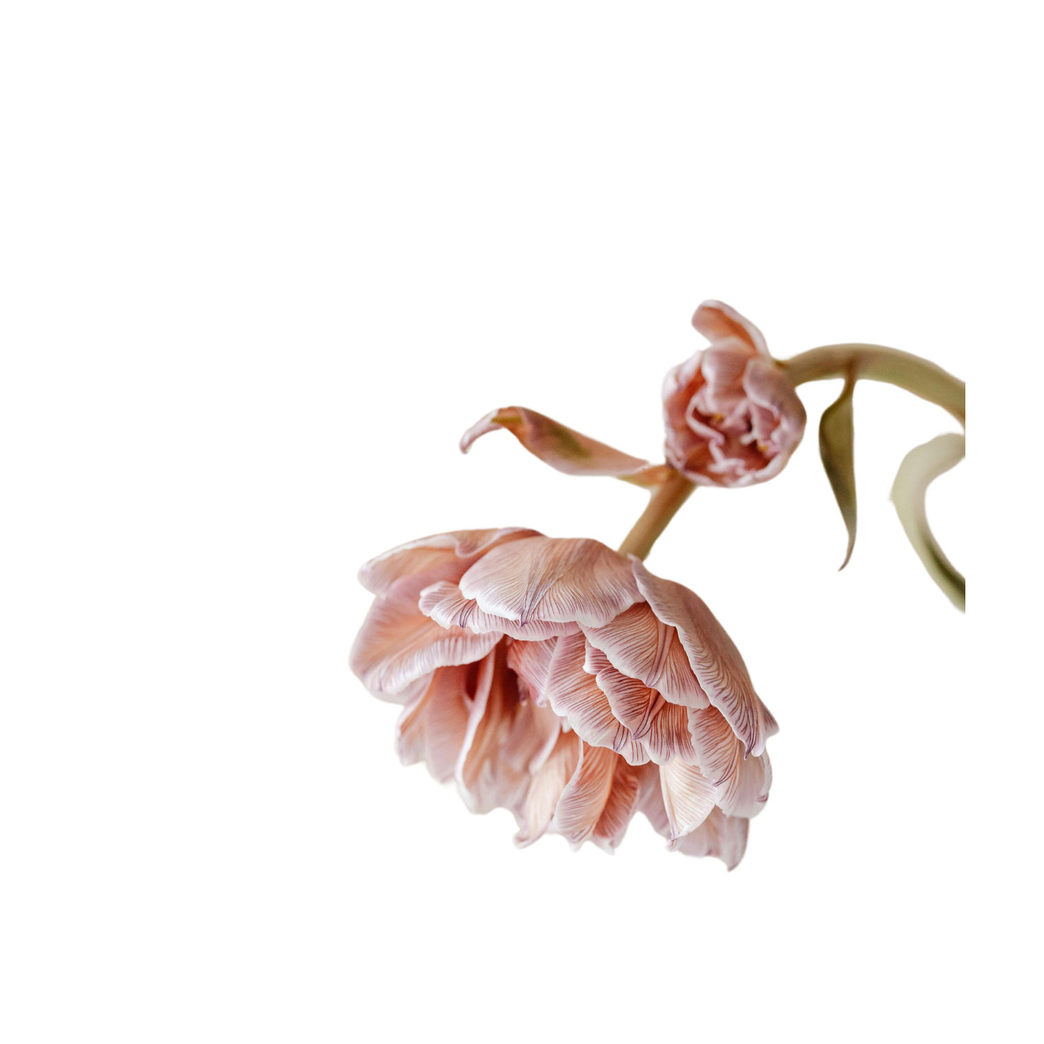 Flower | Emmanuel's Bridal