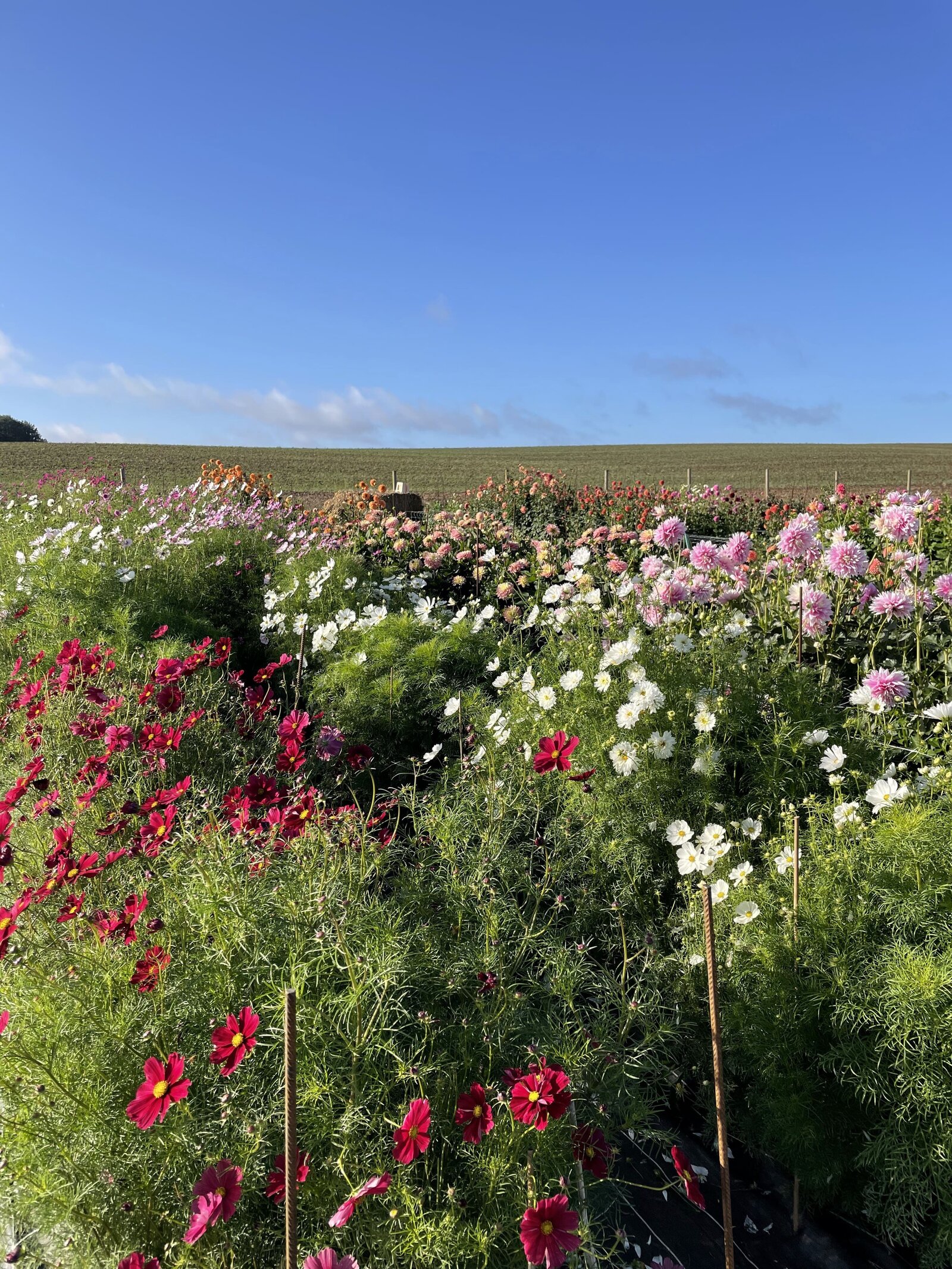 classesflorale_worshop_fermeflorale_18