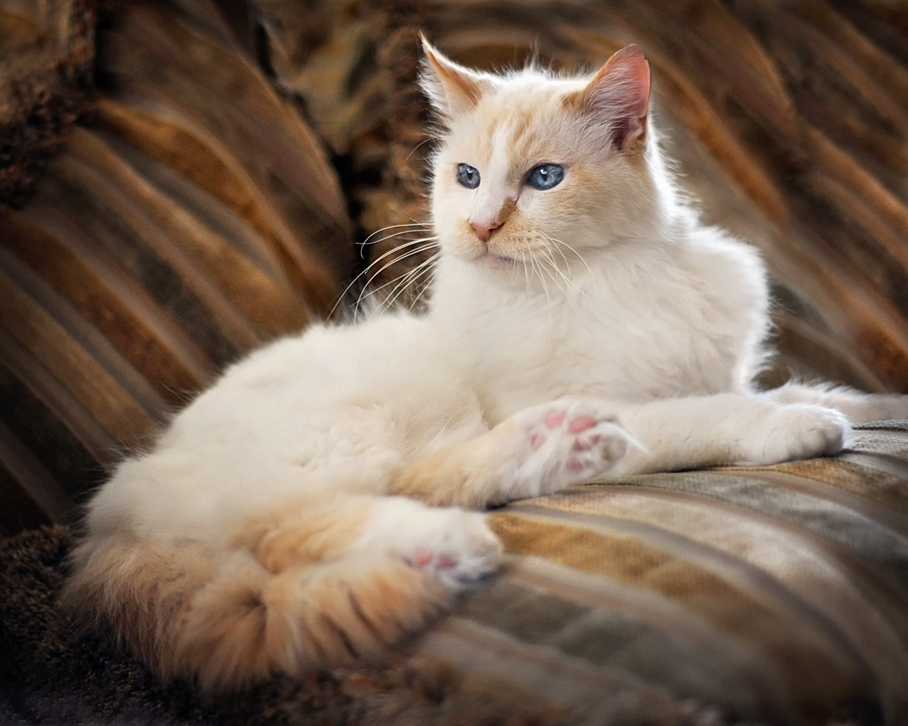 os-Angeles-pet-photographer-Paw-Prints-Pet-Portraiture-cat