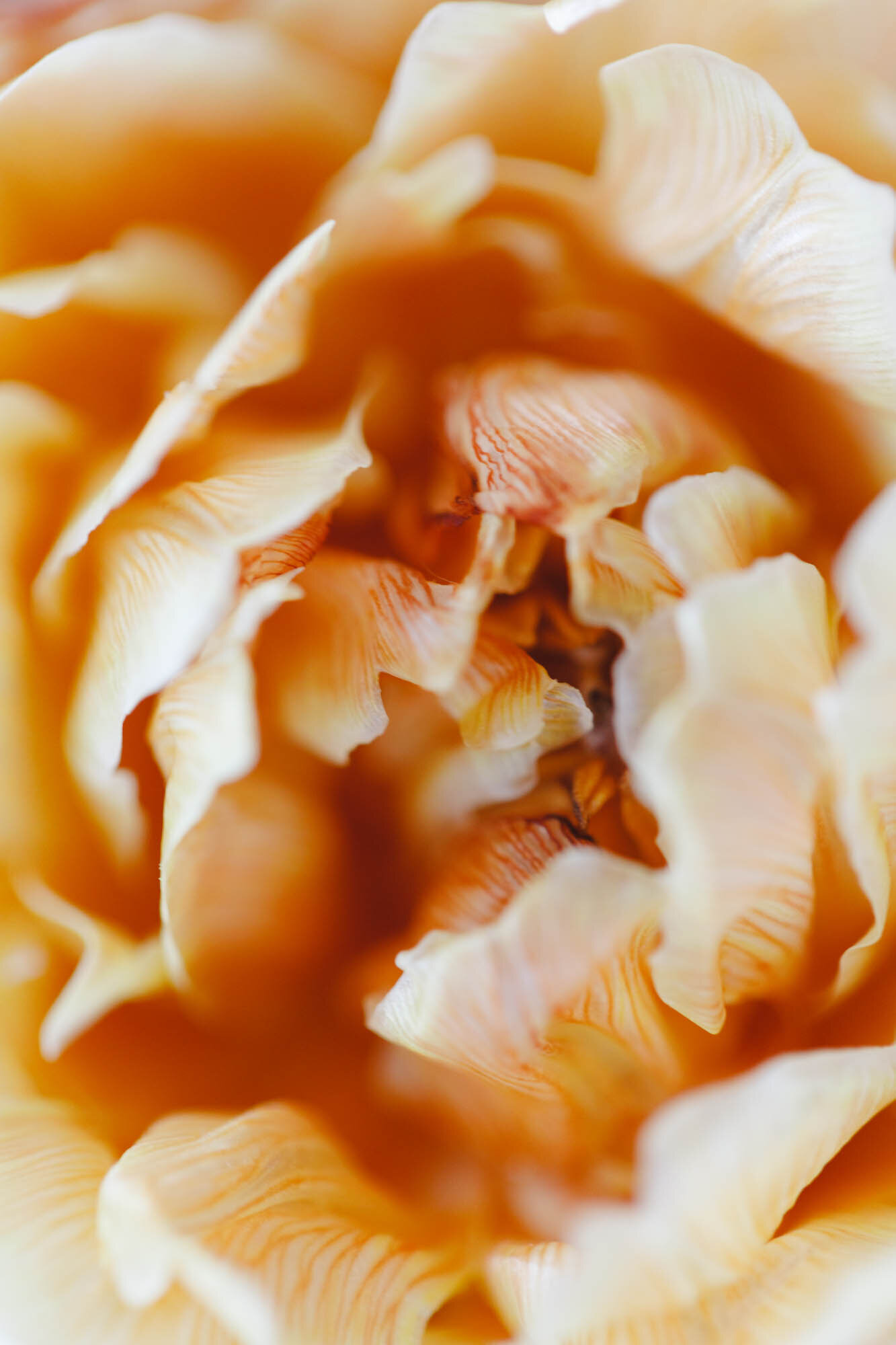 formation-fleuriste-capucineatelier-floral-1to1ASE DEFINITION POUR SITE - Reine marguerite - maud villa photographer-86