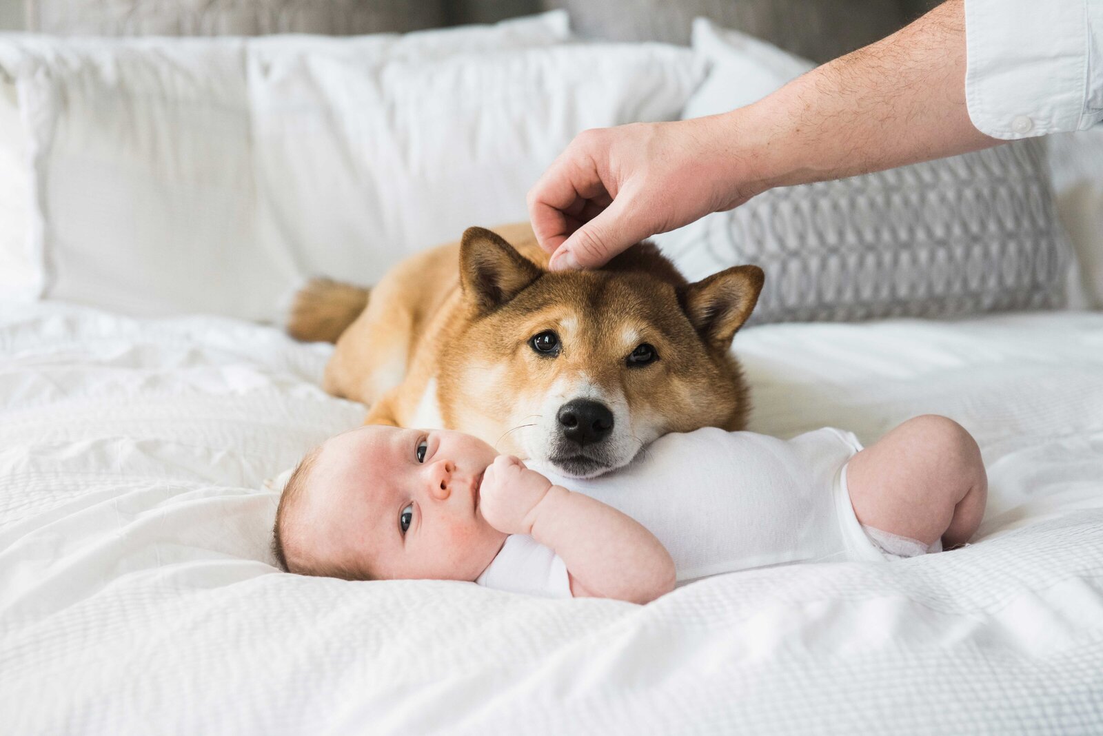 Newborn_Photography_Dogs_Fairfax_Virginia_Minikin_Photography
