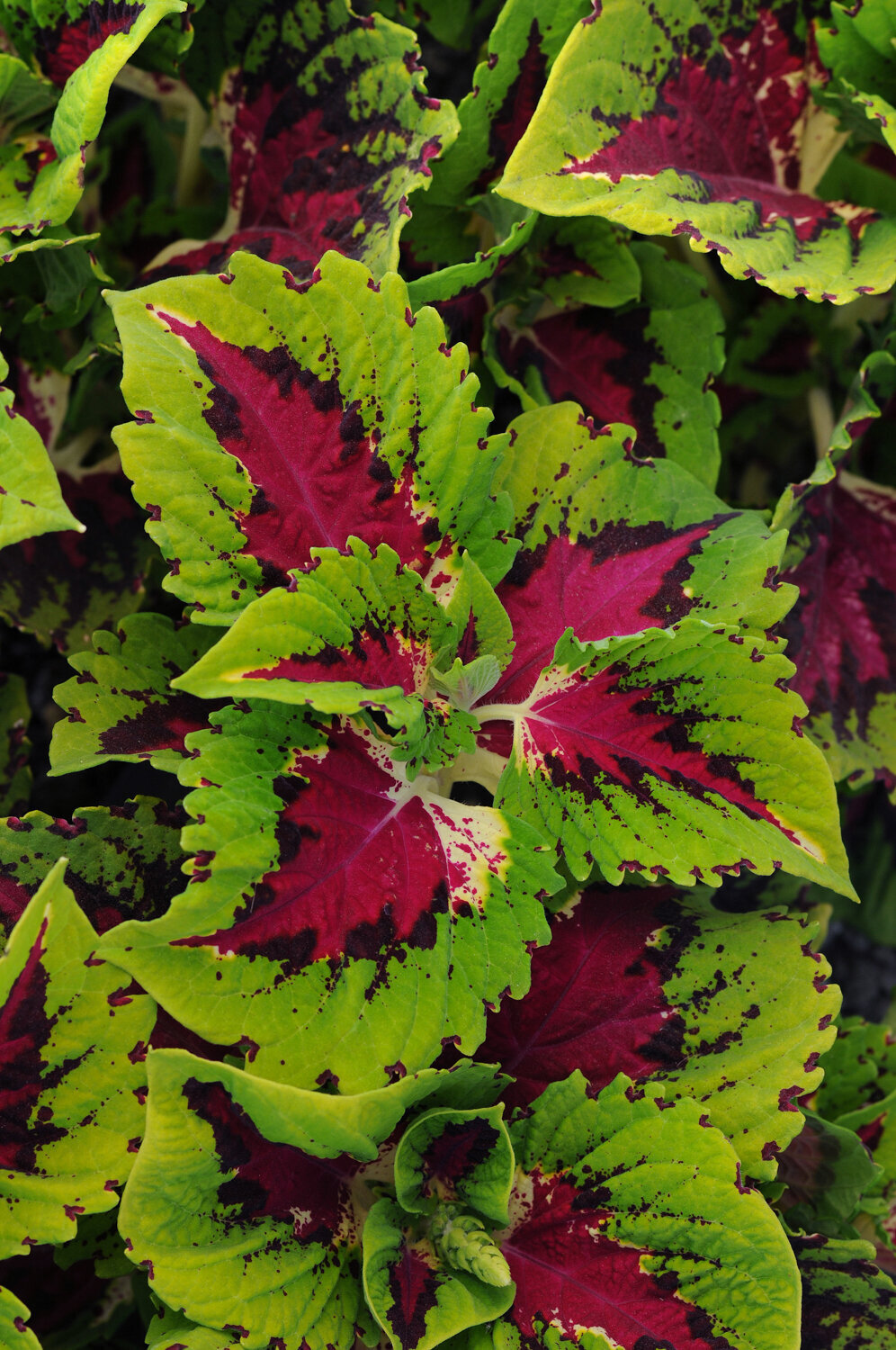 Coleus-Kong-Jr-Rose