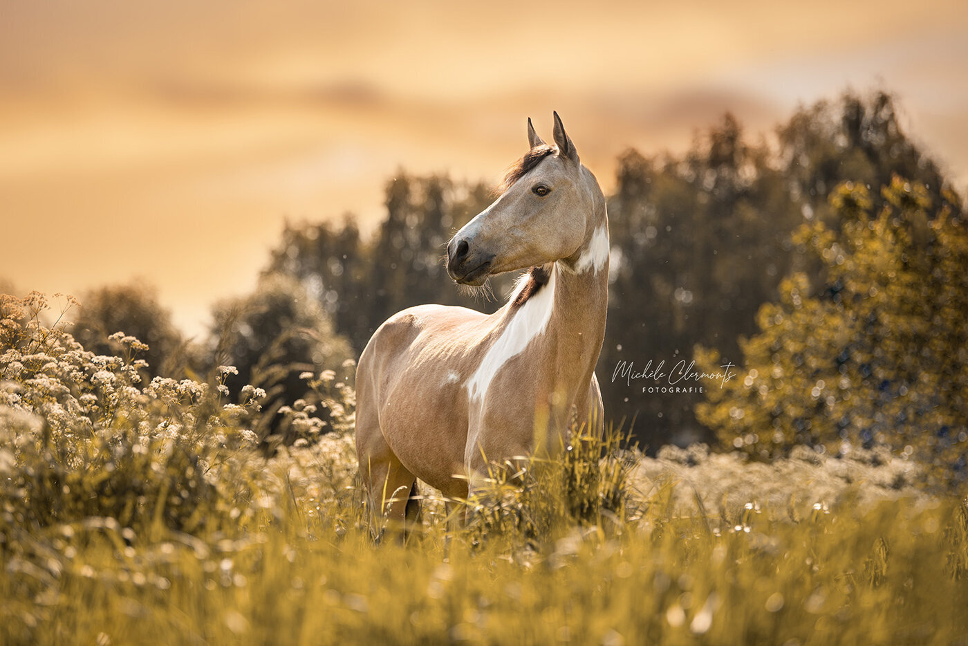 DSC_5867-2-paardenfotografie-michèle clermonts fotografie-low
