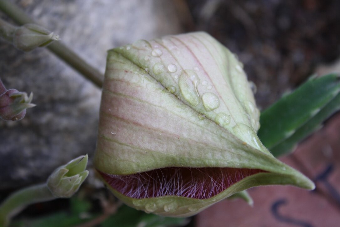 Flower at Dusk