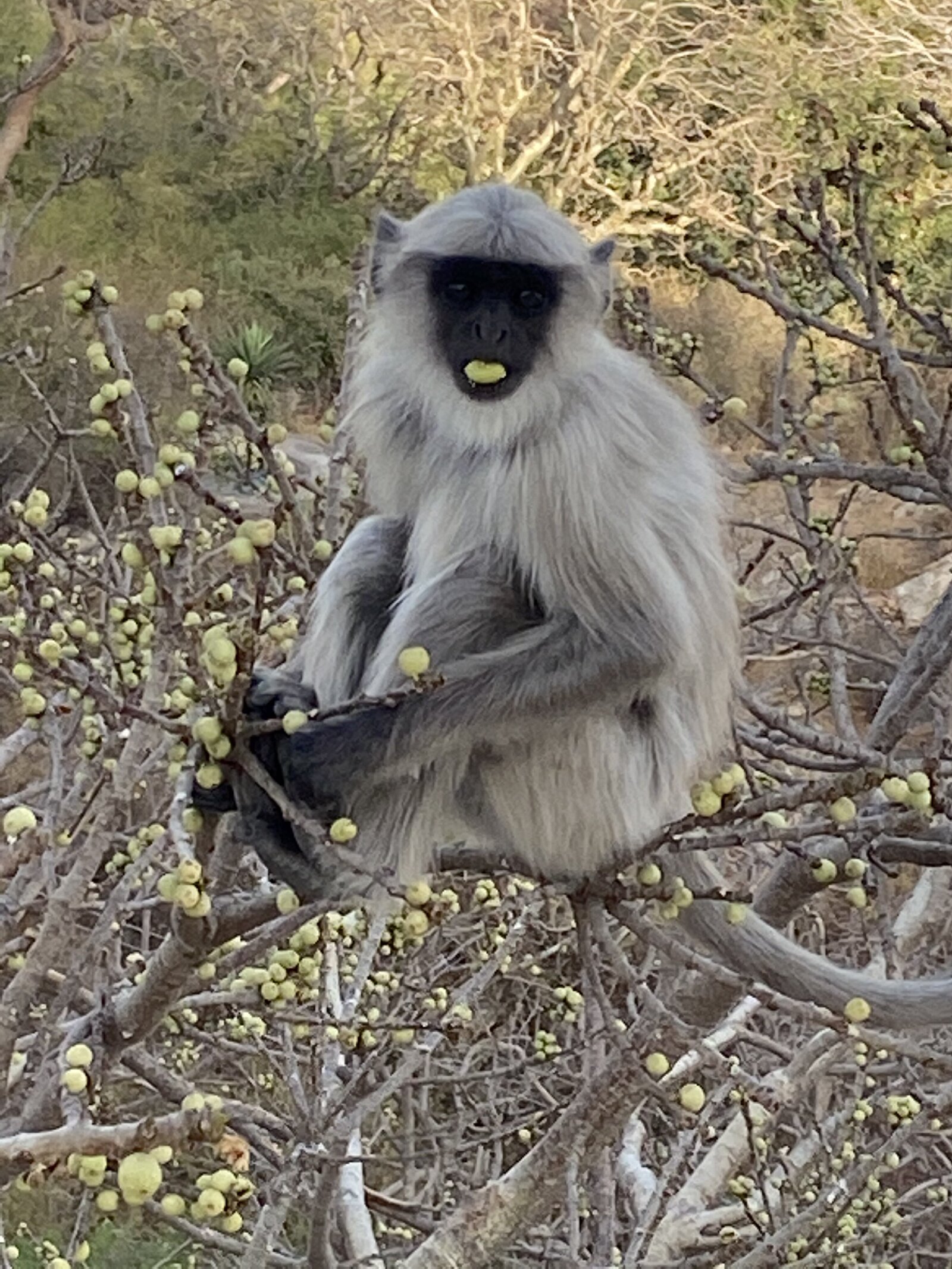 Monkey - India 