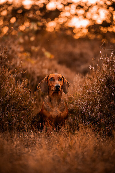 Een diervriendelke fotoshoot met je hond