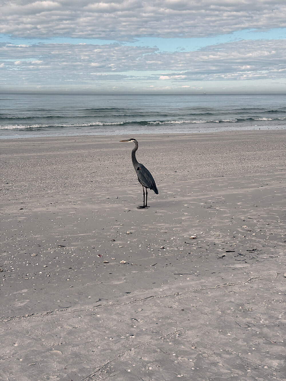 sandhill crane