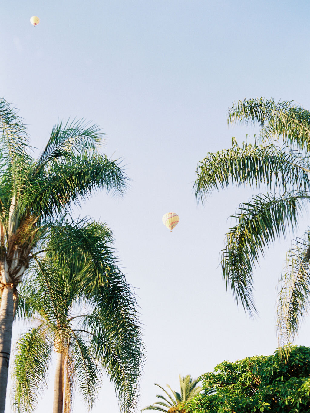 Palm tress with hot air balloon in between  at Rancho Valencia in San Diego