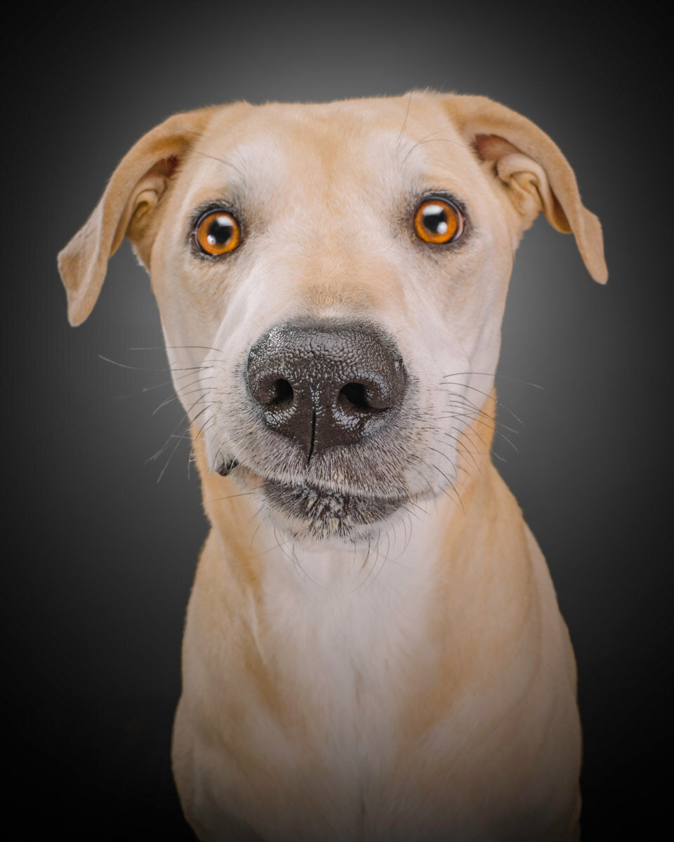 lab mix dog with big eyes