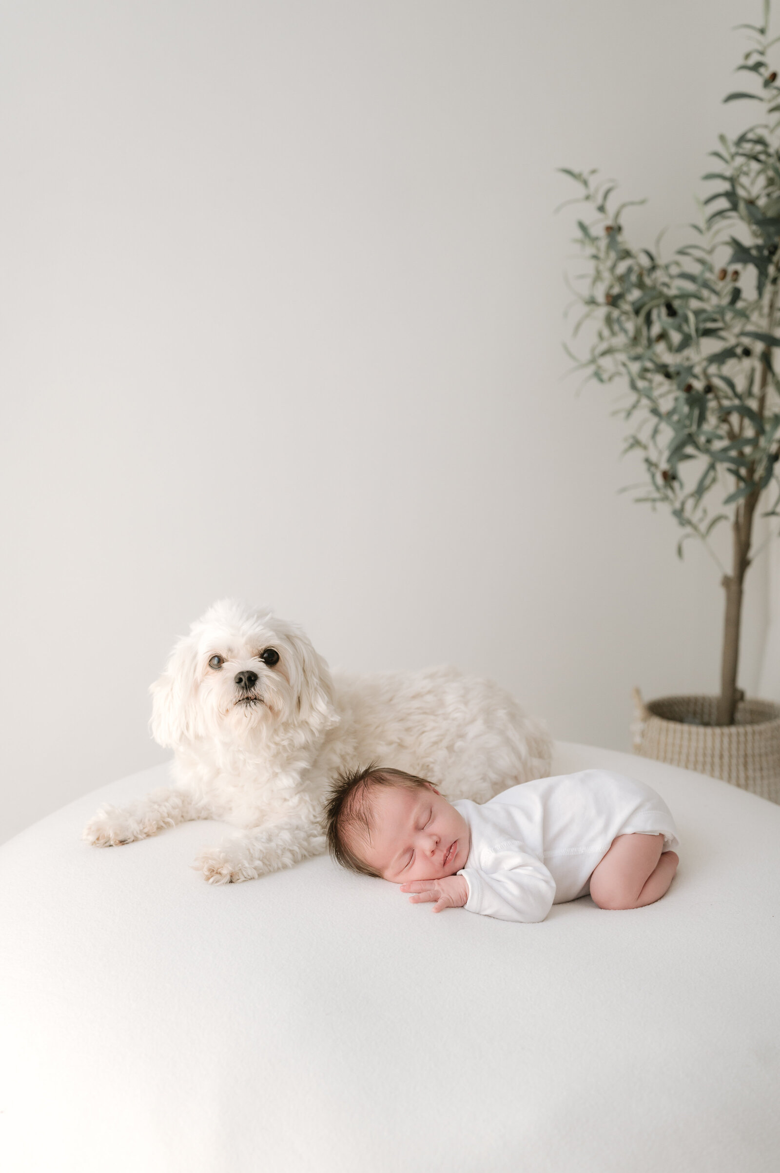 Newborn photography of a baby asleep next to a dog