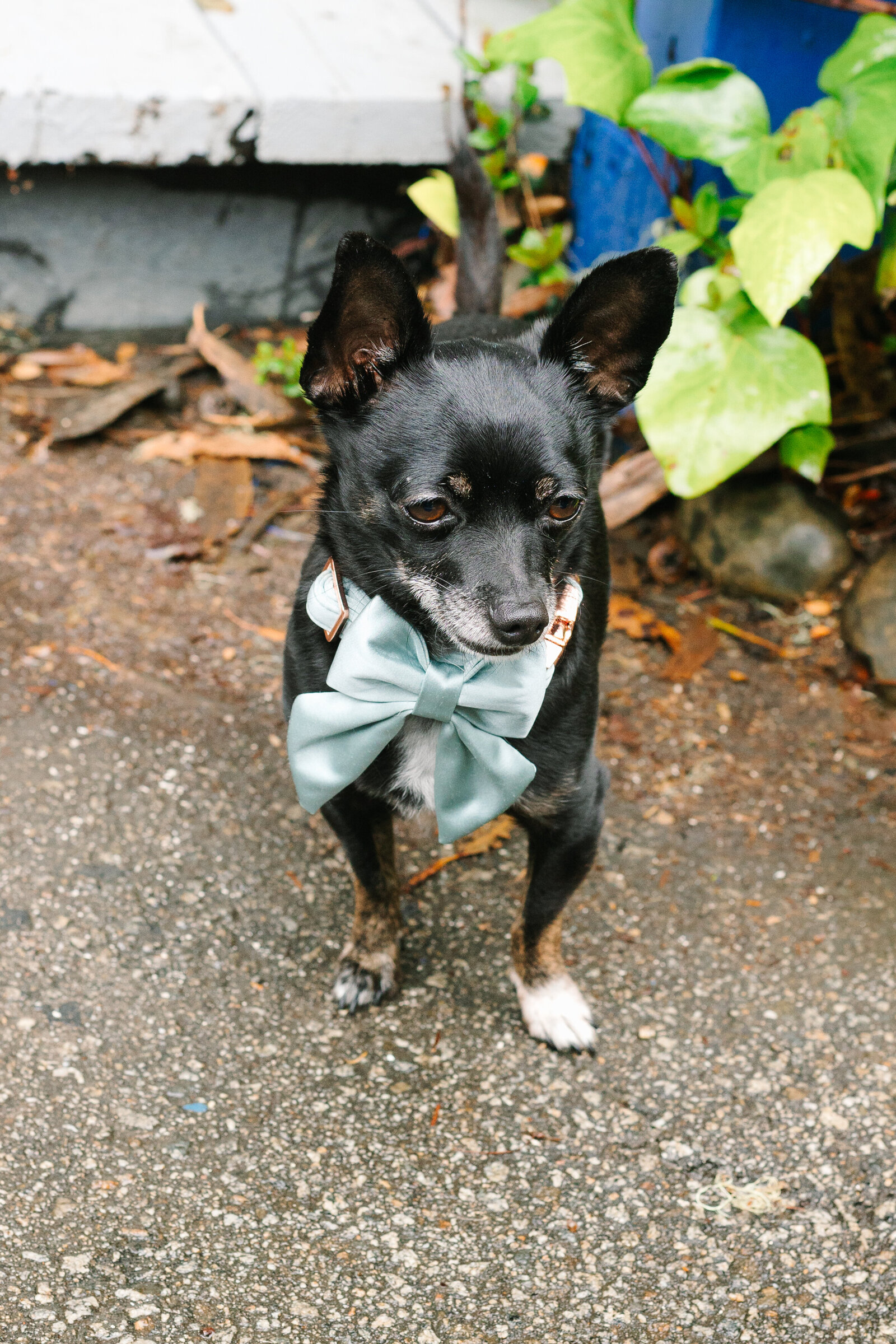 Aptos Santa Cruz Wedding 5