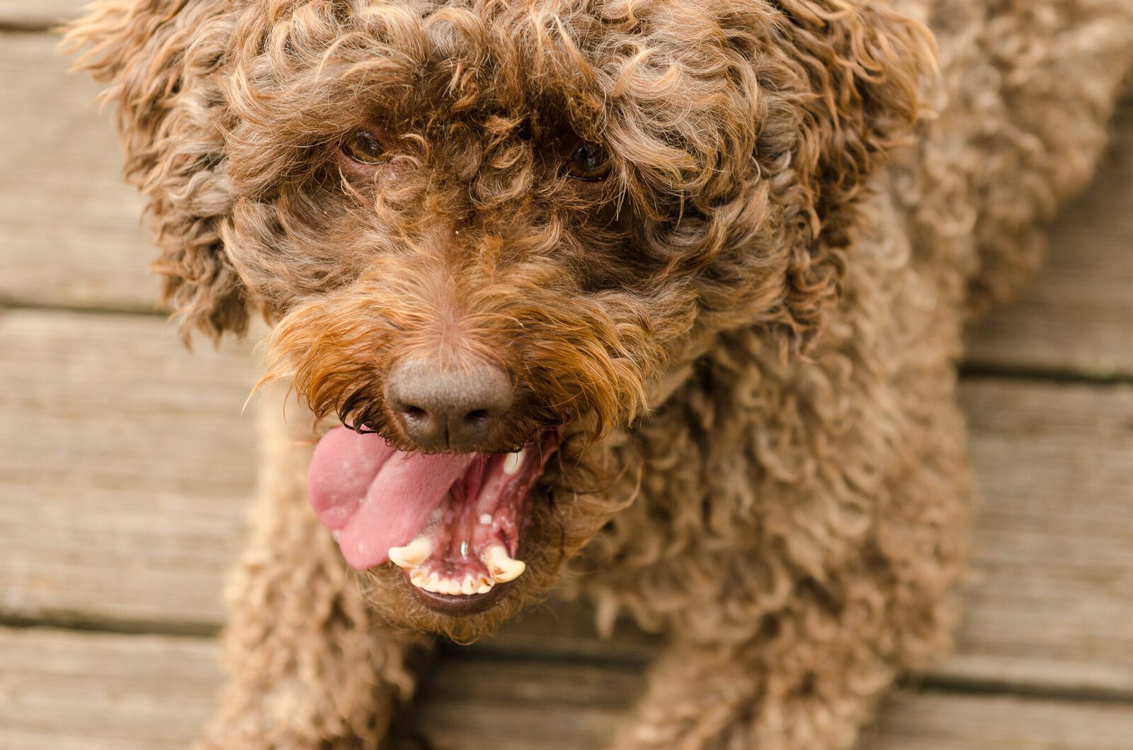 Chocolate Labradoodle