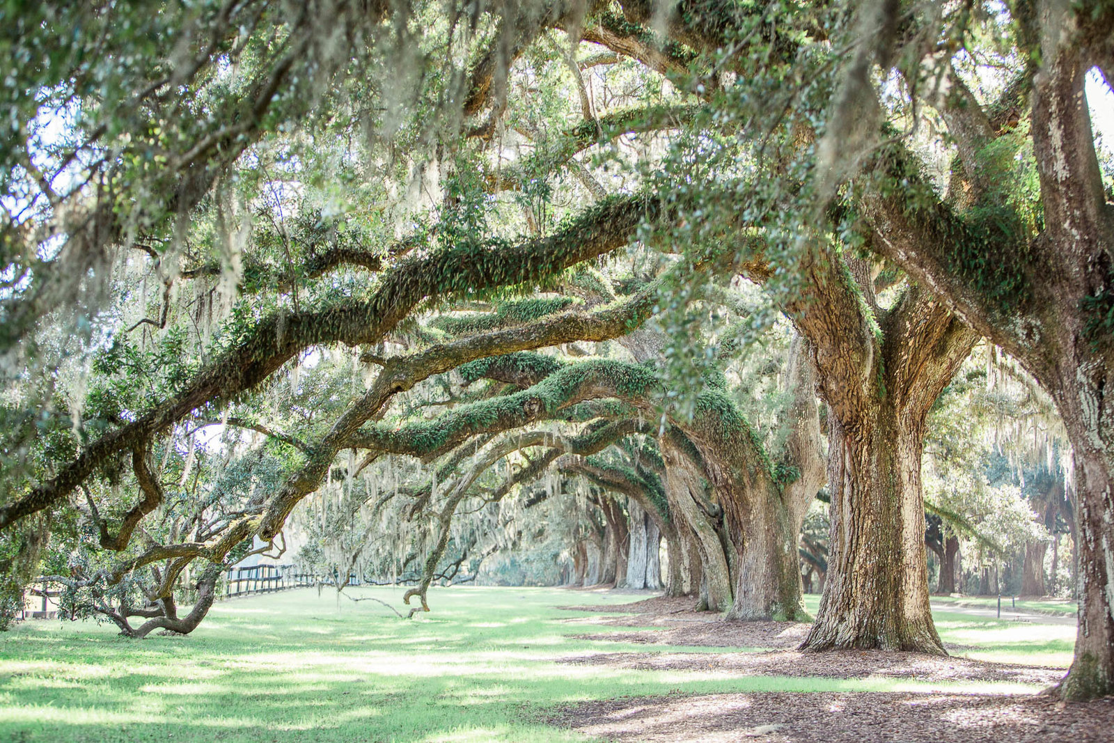 Bride and bridesmaids stand on avenue of oaks, Boone Hall Plantation, Charleston, South Carolina