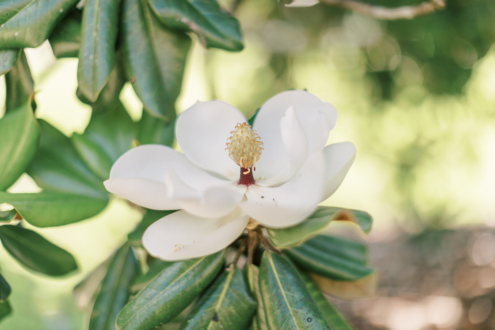 A magnolia flower blooms on the tree.