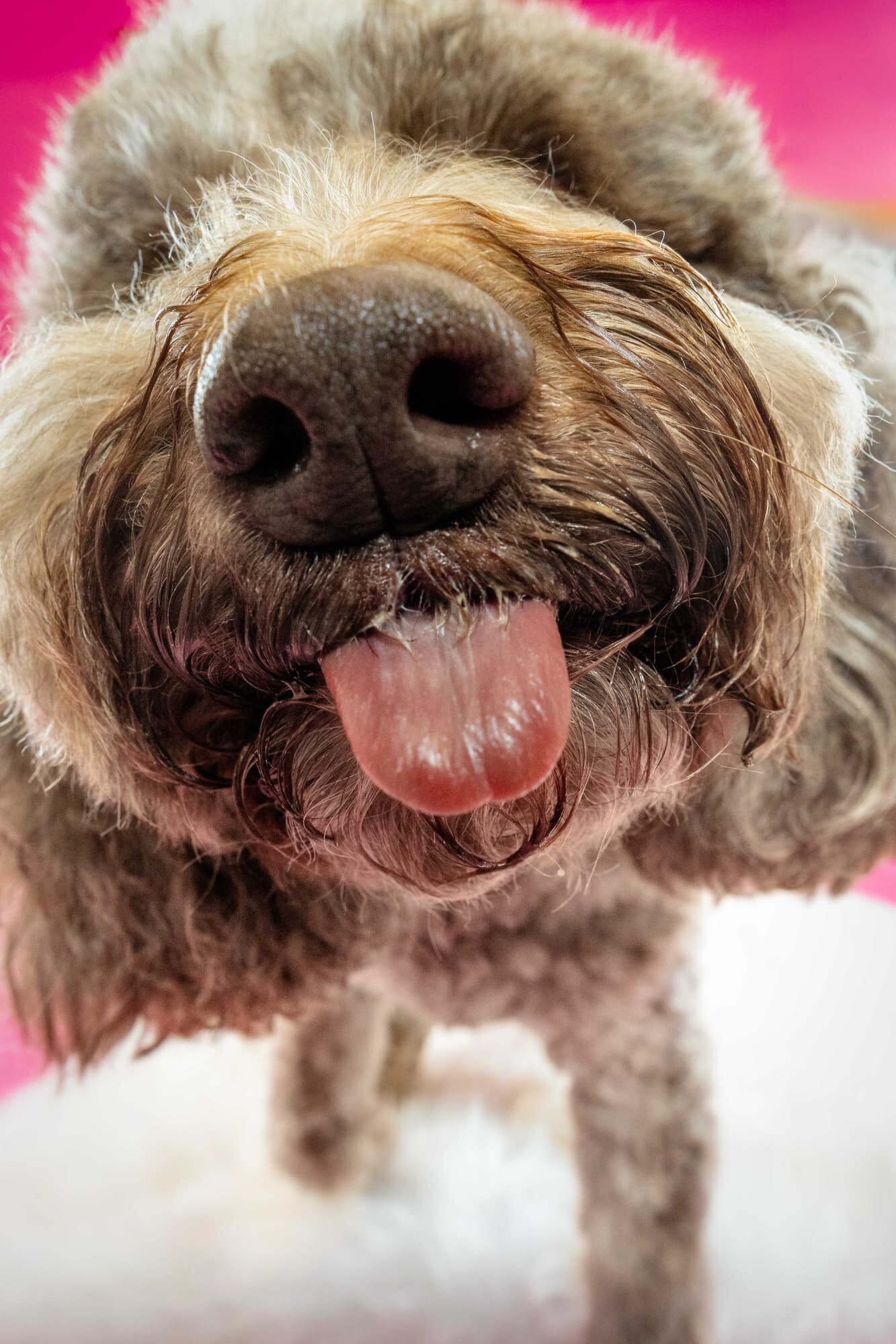 The Beloved Pup Photo Studio - Birmingham, Alabama Dog and Pet Photographer Portfolio 18