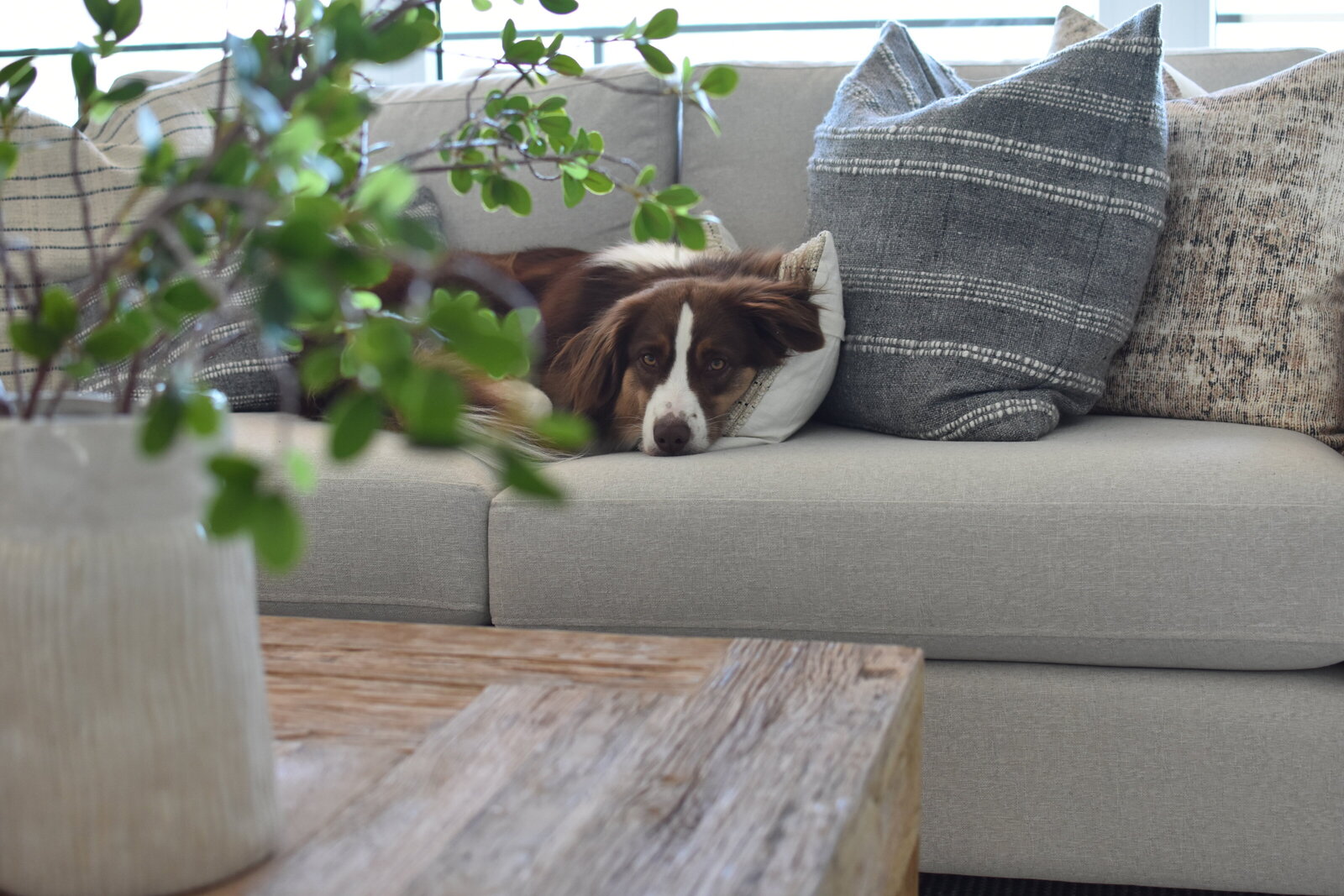 Dog Family Align Interior Design