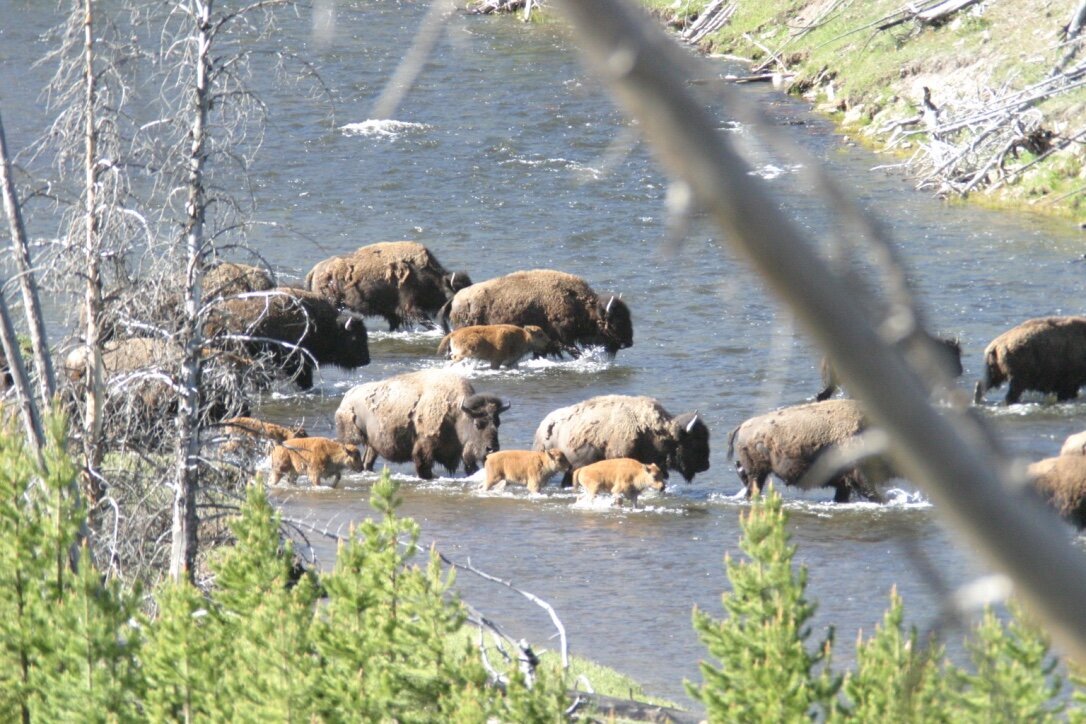 Bisons - USA 