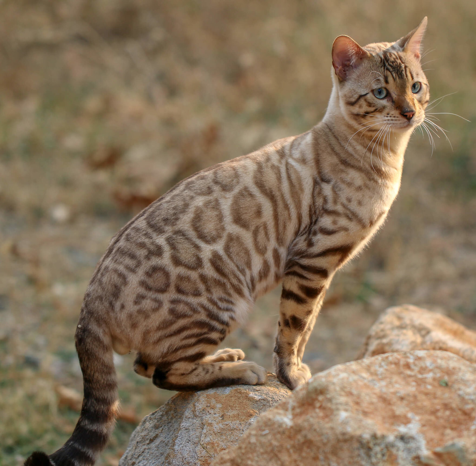 brown bengal kitten