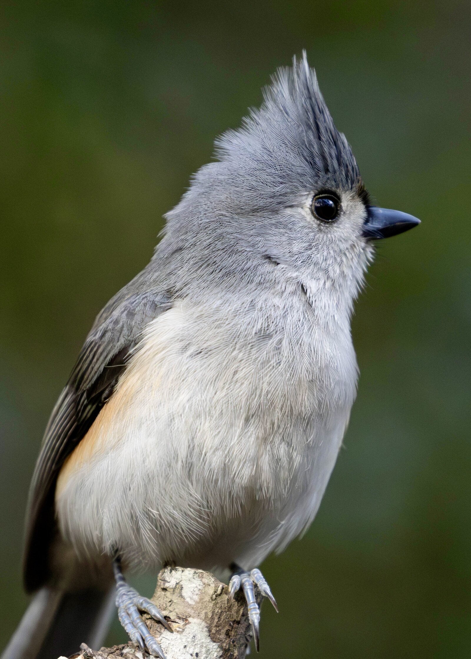 Tufted Titmouse_Beastbird Media