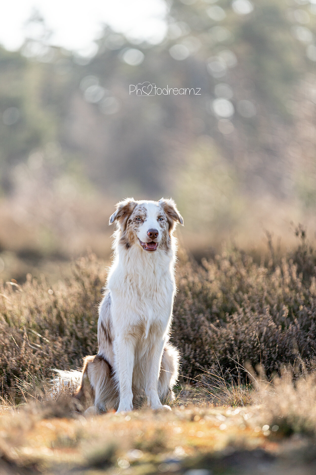Autralian Shepherd Lily tijdens haar honden fotoshoot op de Brunssummerheide in Limburg