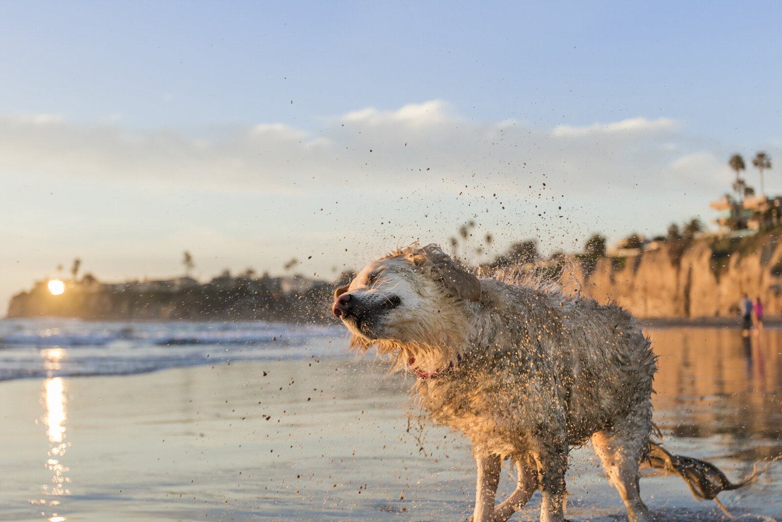 commercial dog imagery