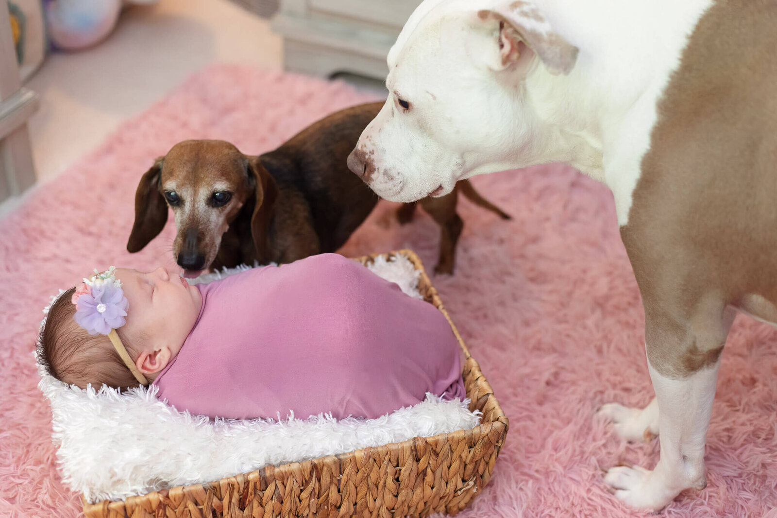 Two dogs sniffing a newborn baby wrapped in pink laying in a basket.
