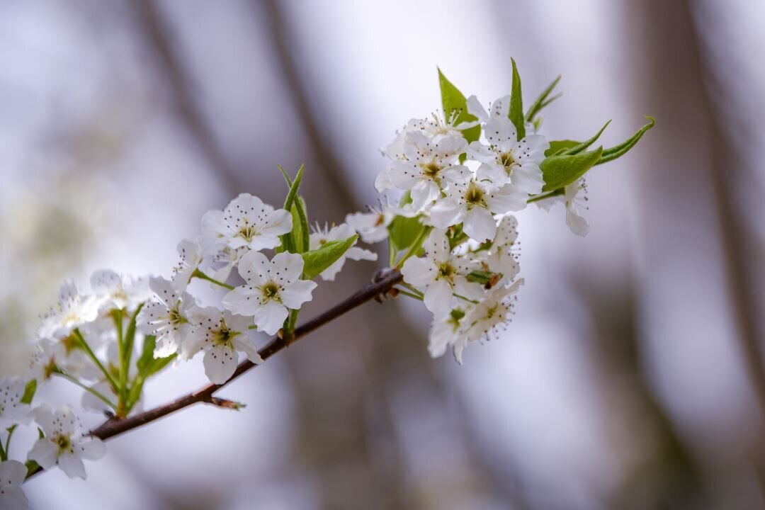 Bradford Pear Gatlinburg  TN
