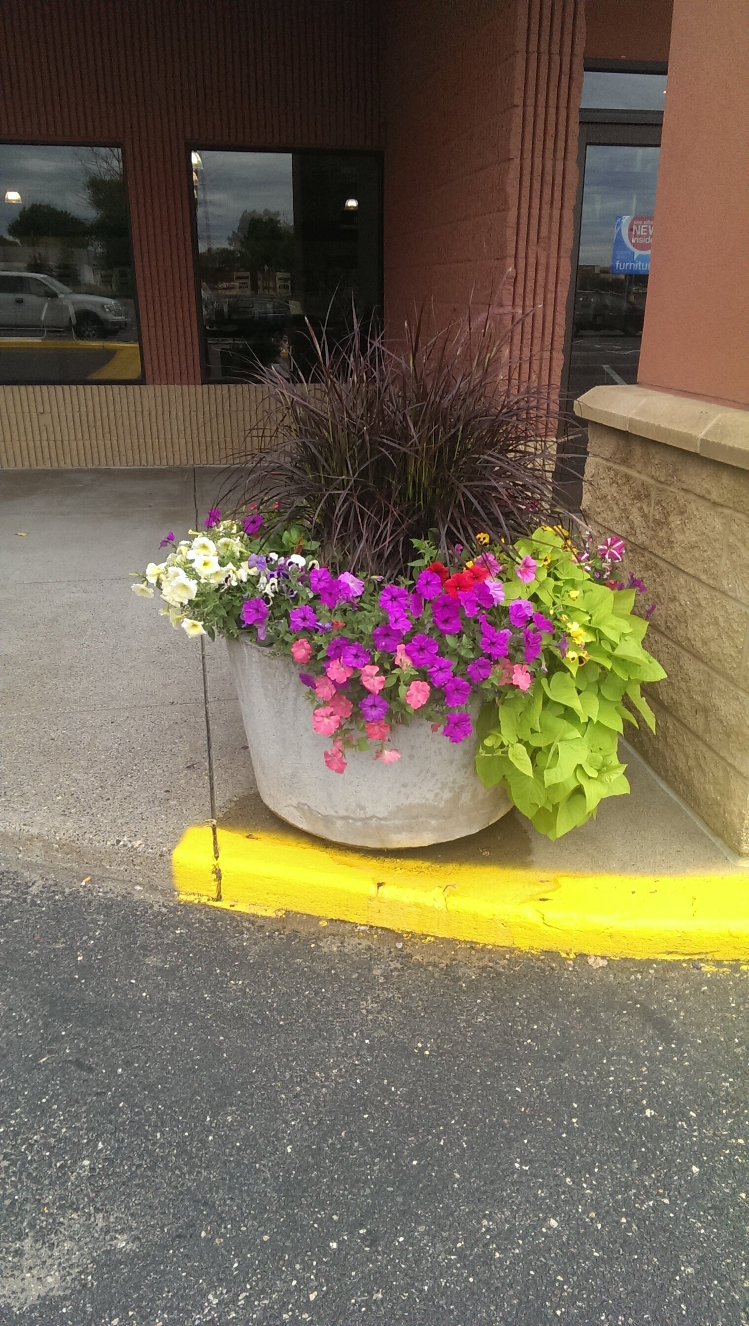 commercial flower pot with grasses, pink, purple and white petunias