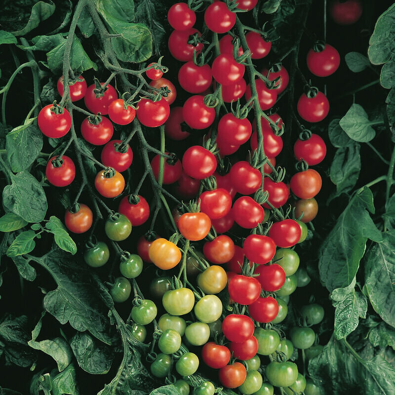 Tomato - supersweet100