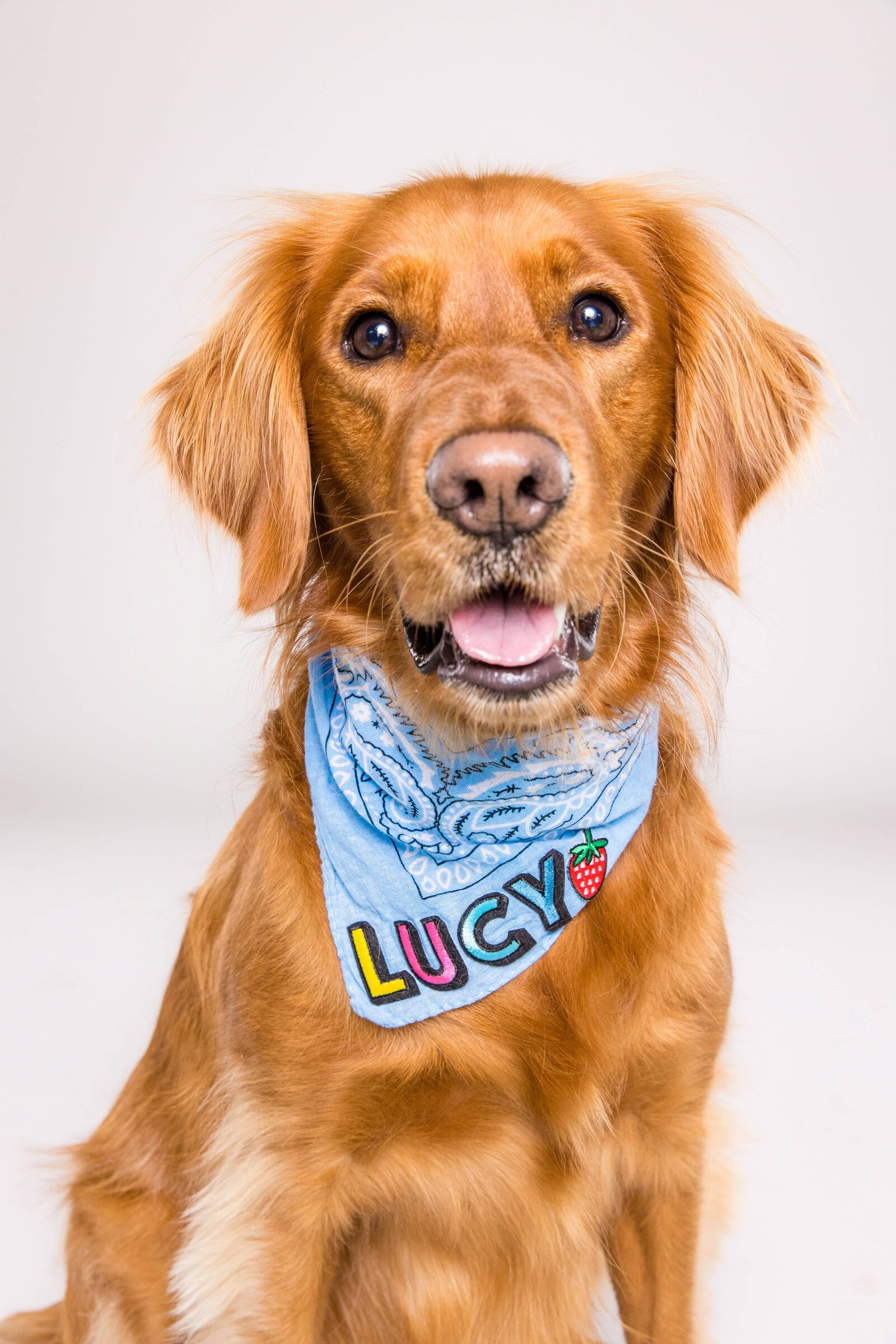 Home Page Review - The Beloved Pup Photo Studio Alabama Dog Photographer 1