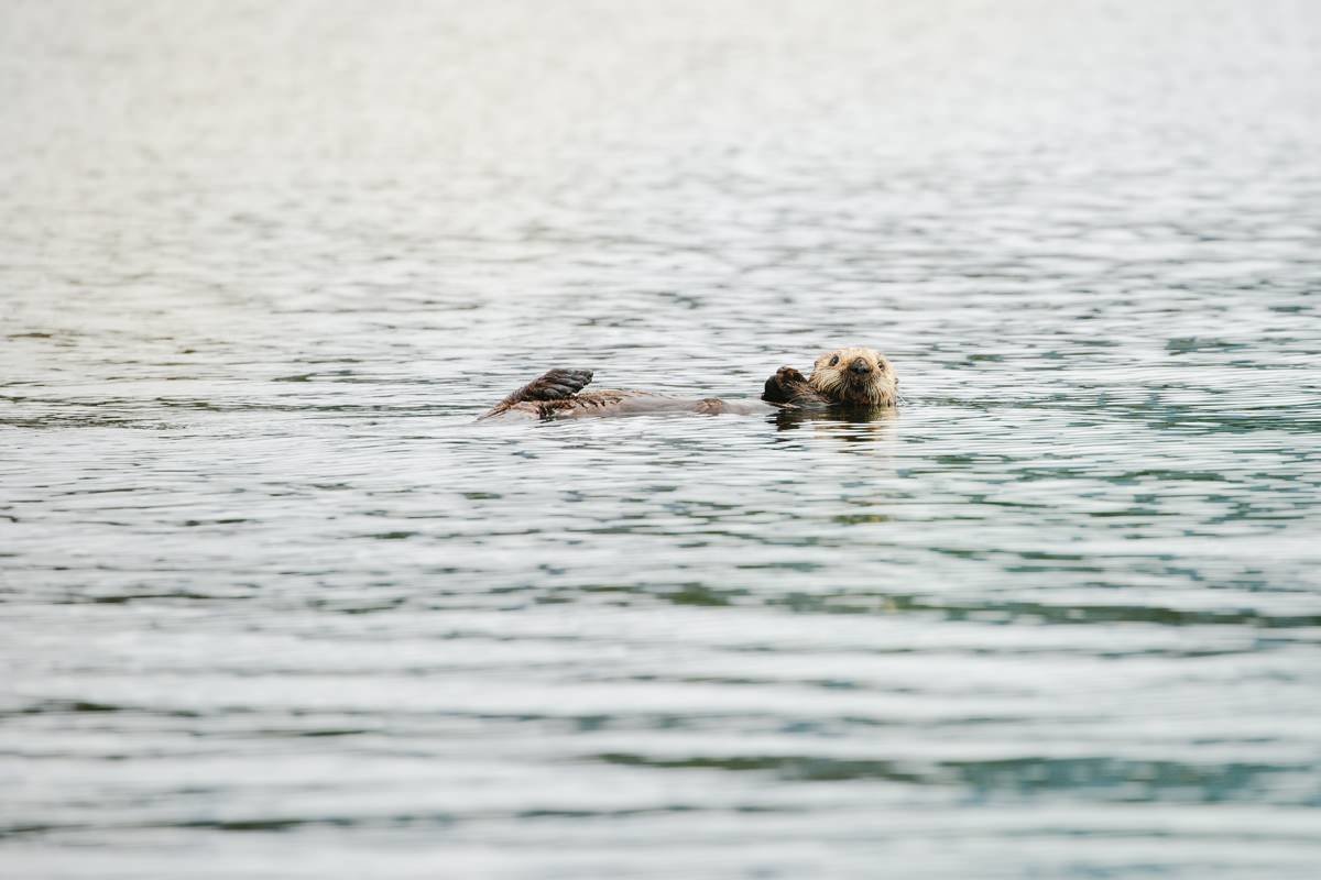 cameron-zegers-travel-photographer-alaska-uncruise-seattle-sea-otter-portrait