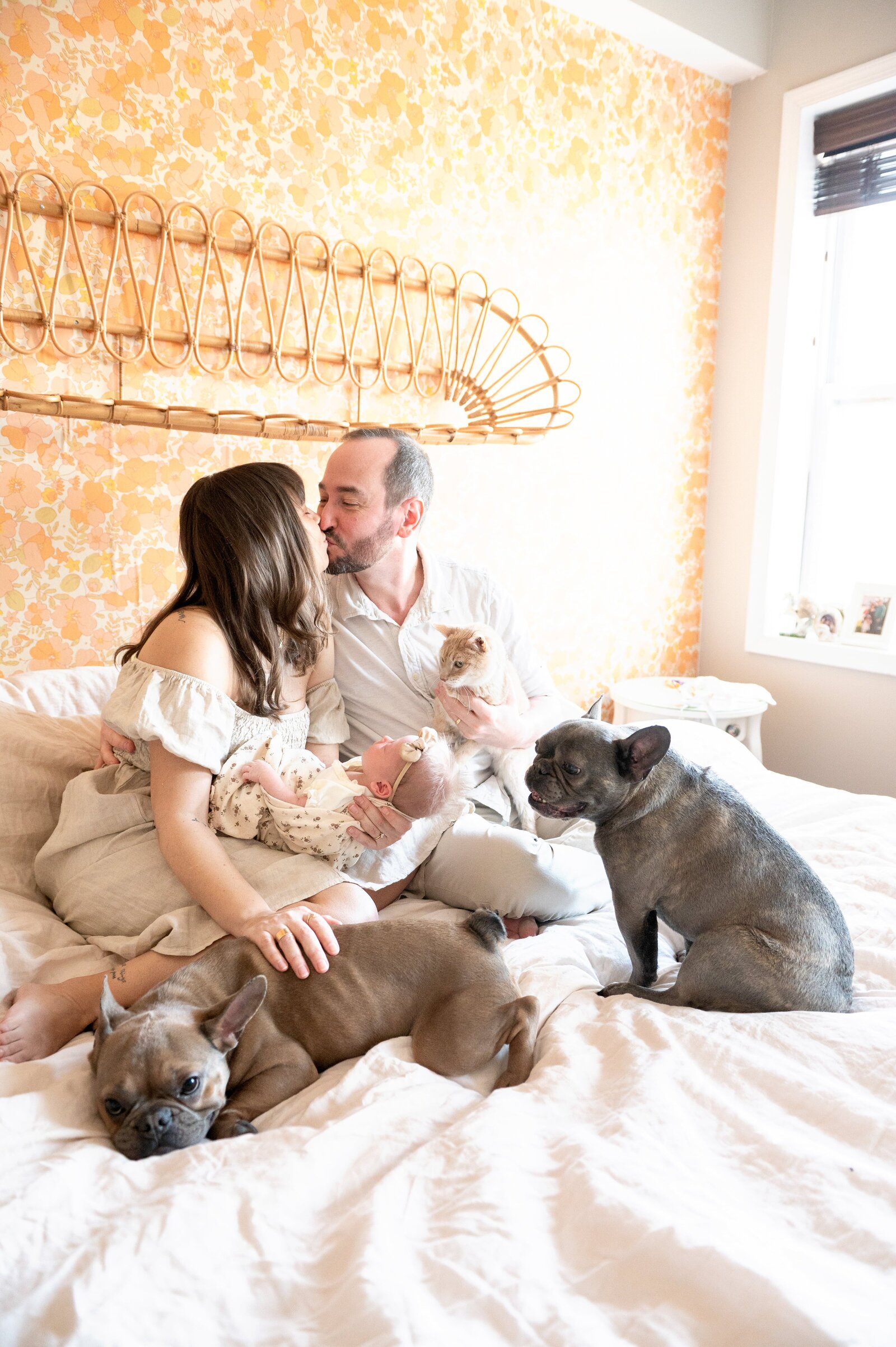 two french bulldogs in bed with newborn and parents