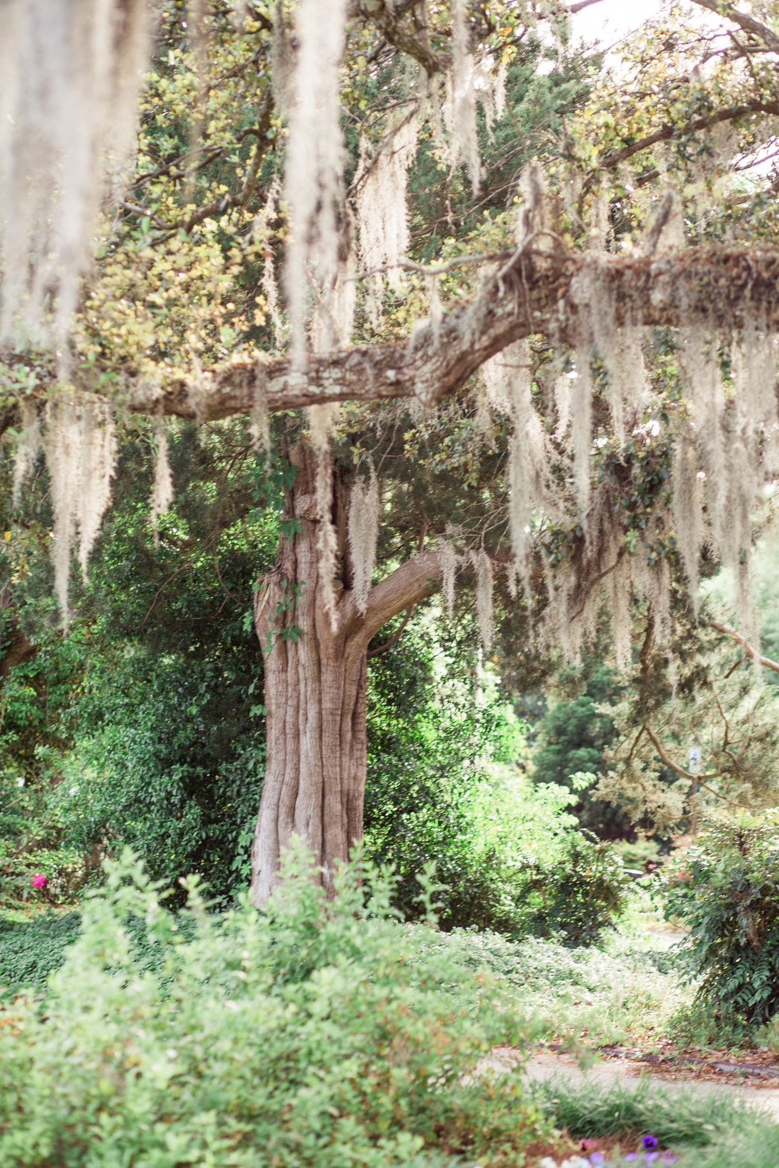 Spanish moss hanging from a tree, Hampton Park, Charleston, South Carolina