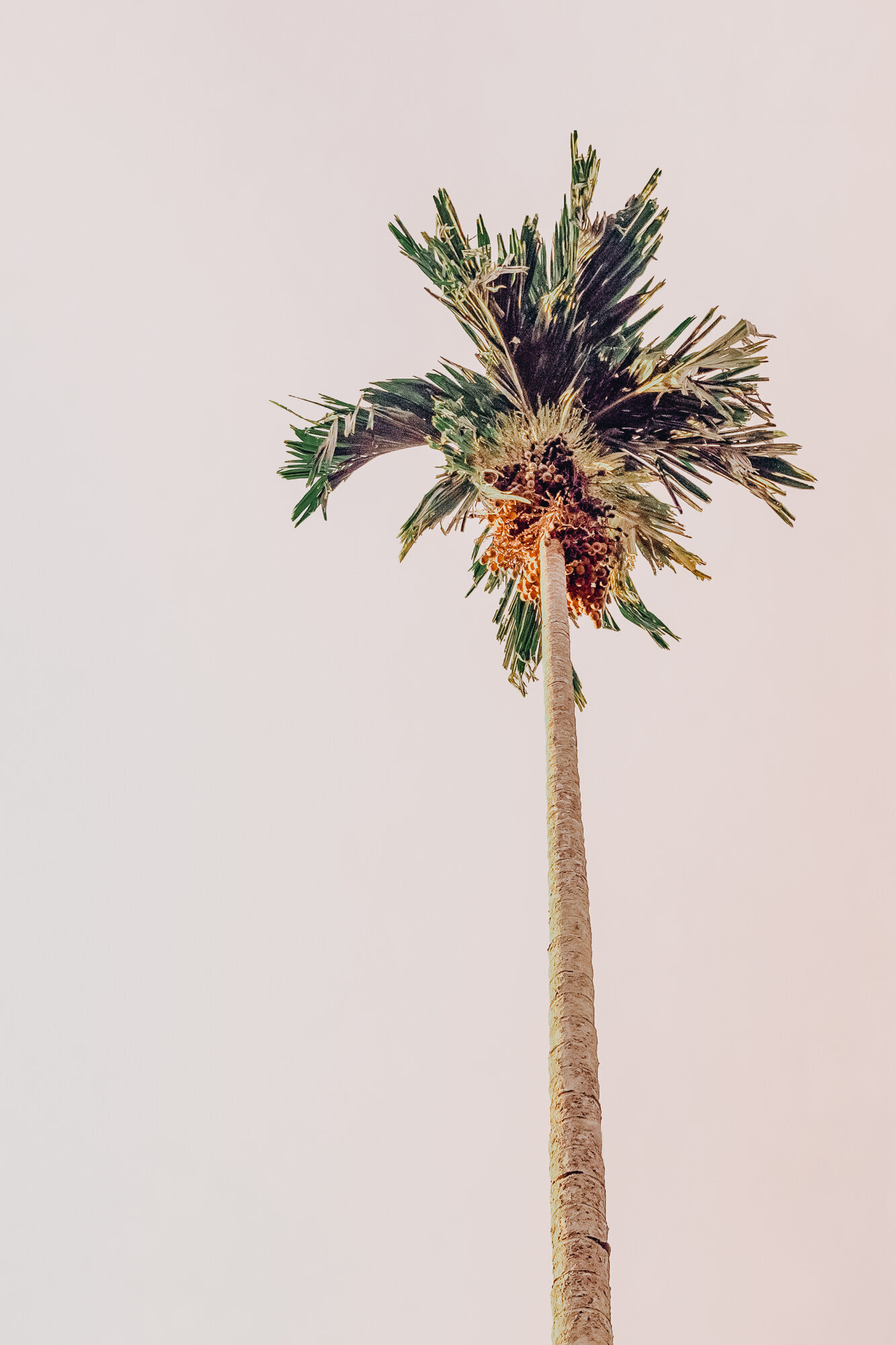 Dear Palm Springs-20