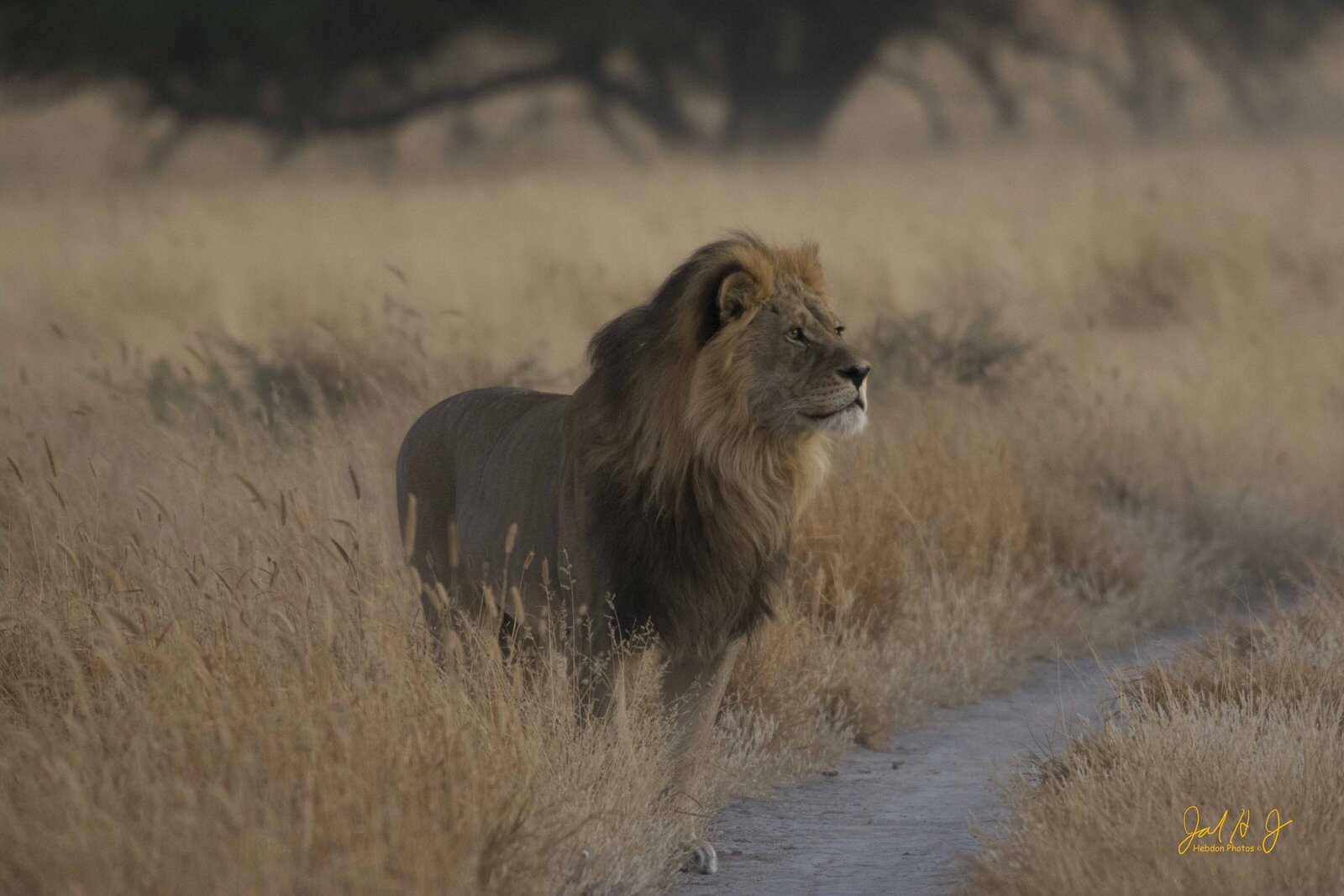 2016 Lion (1)