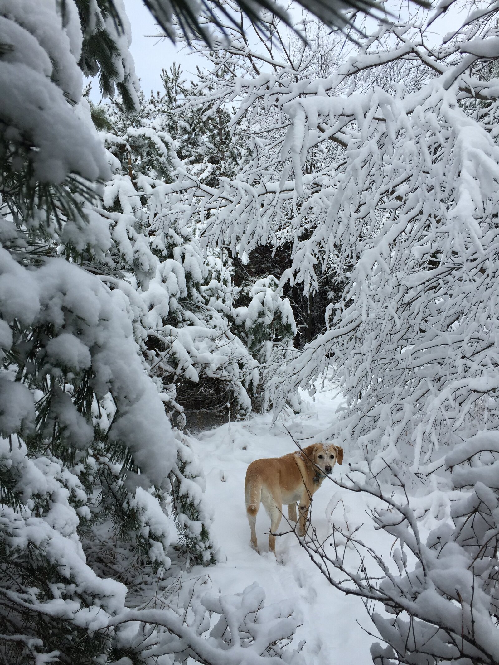 Yellow Lab Maisy in Winter by Madi Taylor Photo