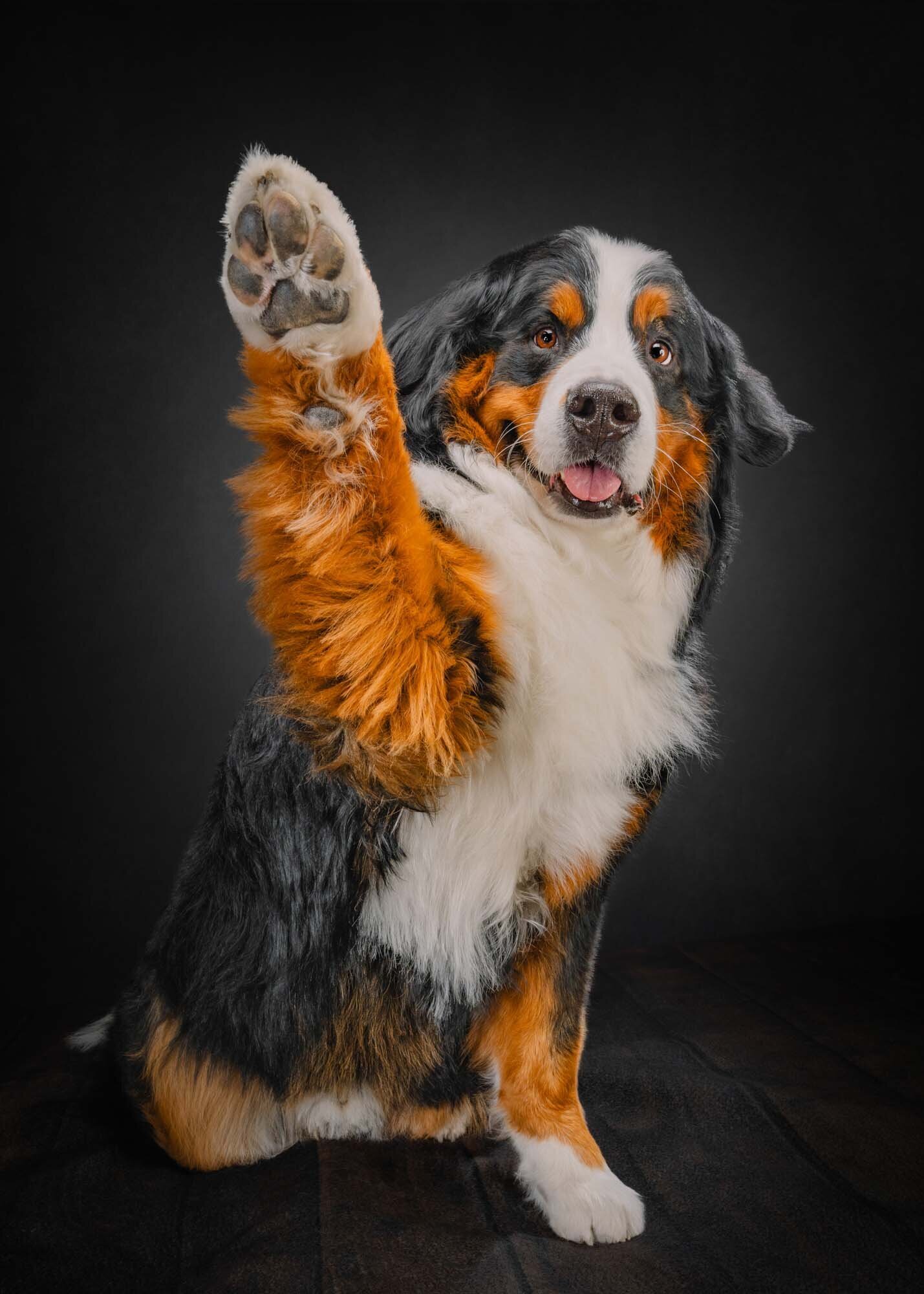 dog-photographer-near-me-denver-2