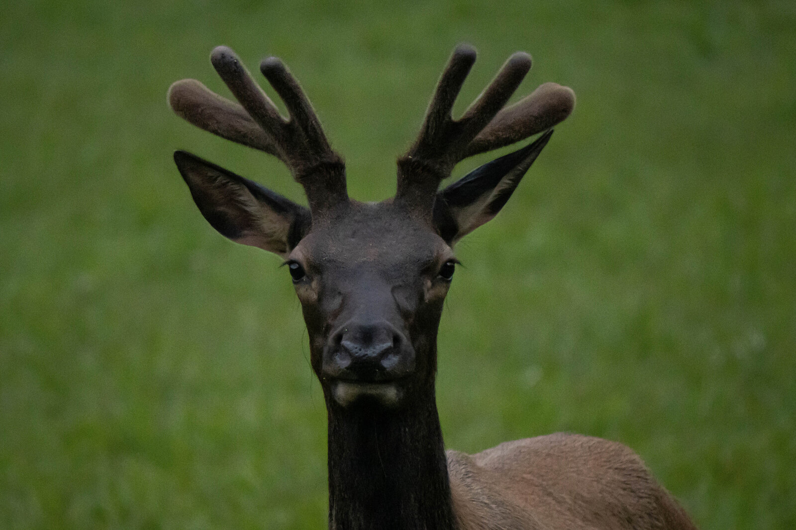 Great Smoky Mountain Elk buck2_Beastbird Media