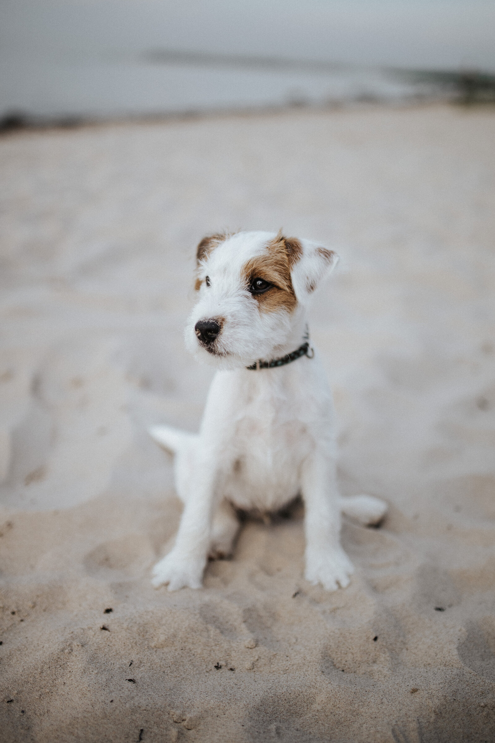 Tierische_Freunde_Tamara_Gries-8